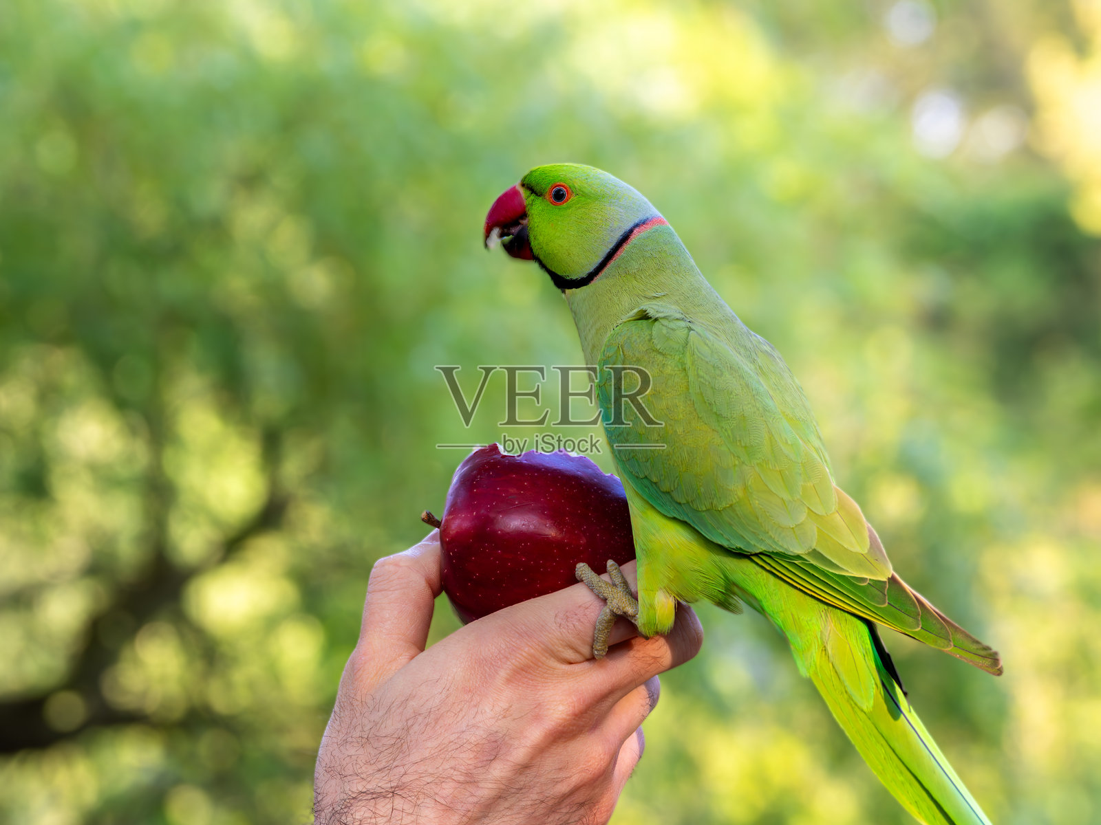 绿色鹦鹉栖息在手上，手中握着红苹果照片摄影图片