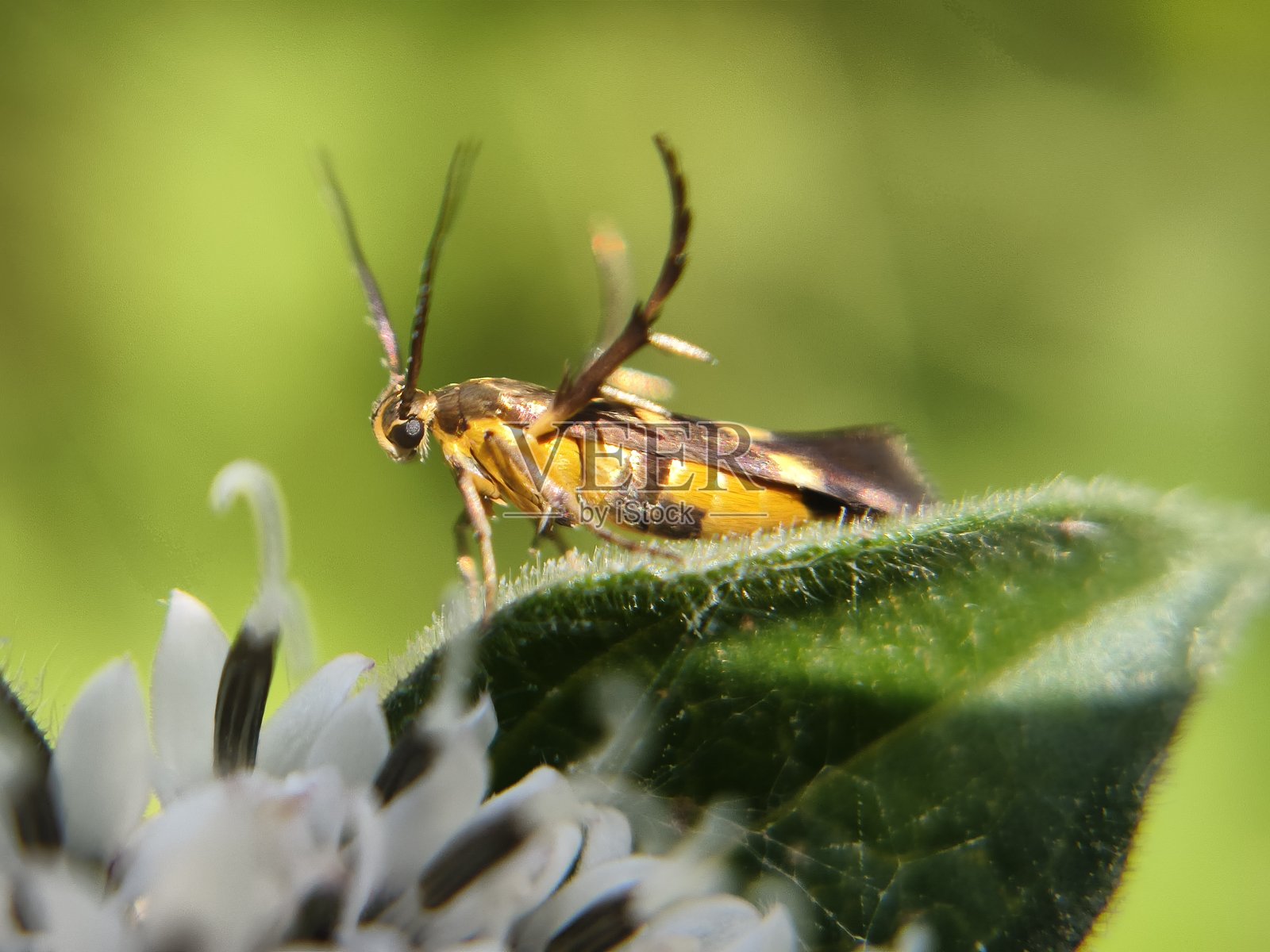 斯塔斯莫波达蛾照片摄影图片