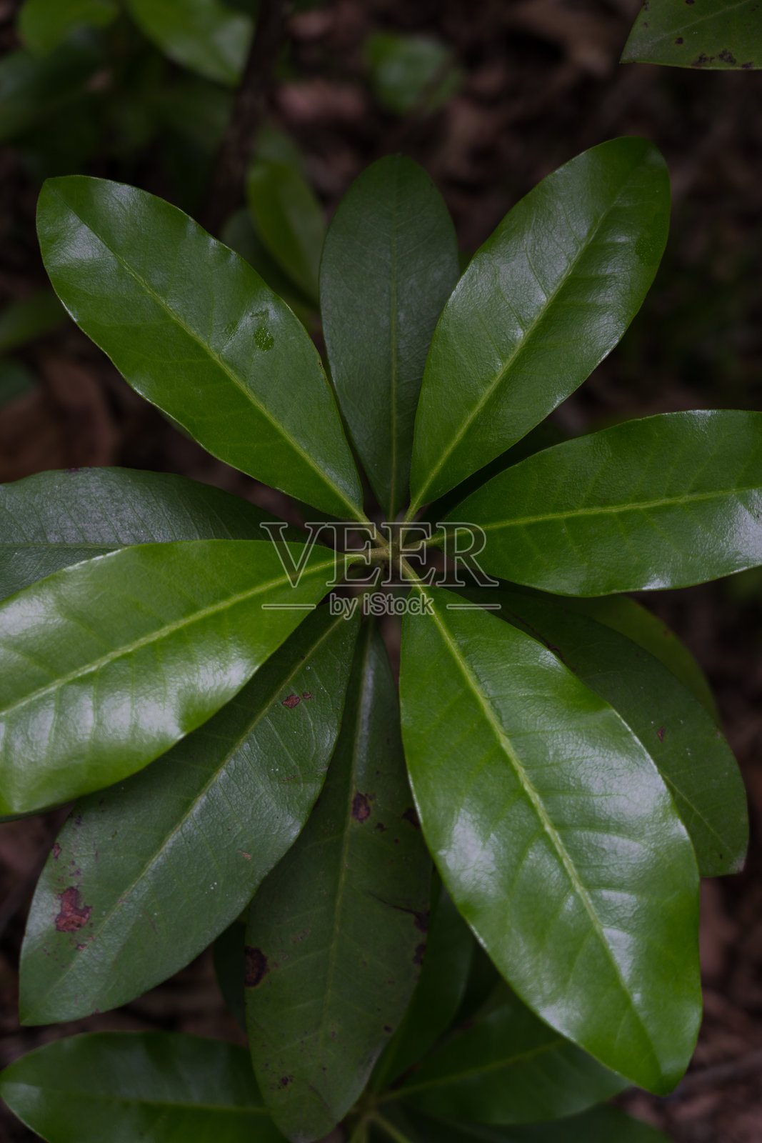 在茂密森林中生长的树木宽大的叶子照片摄影图片