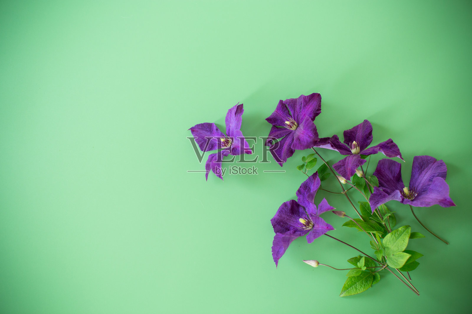 紫色铁线莲枝条在绿色背景上俯视照片摄影图片