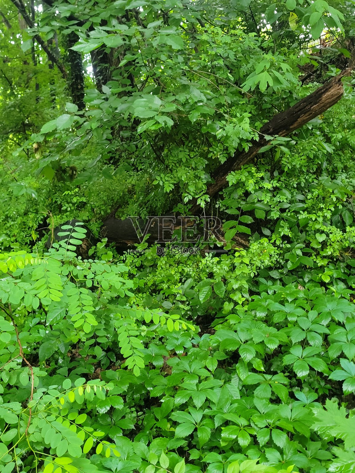 树林中的树叶和绿植照片摄影图片