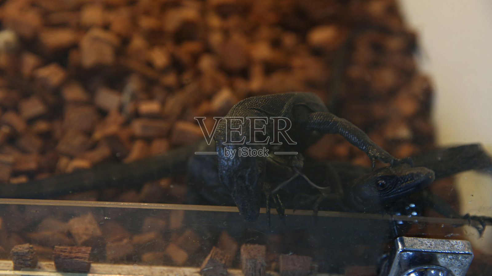 两个黑色蜥蜴在玻璃围栏中。照片摄影图片