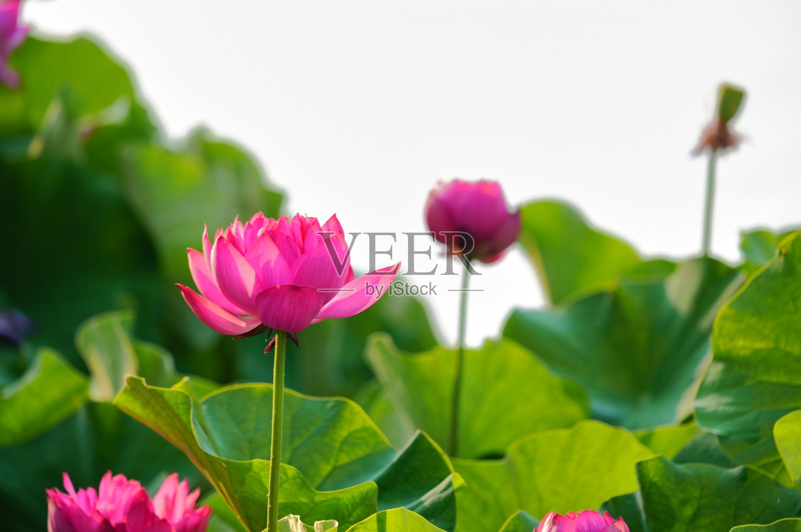 鸭子与莲花照片摄影图片