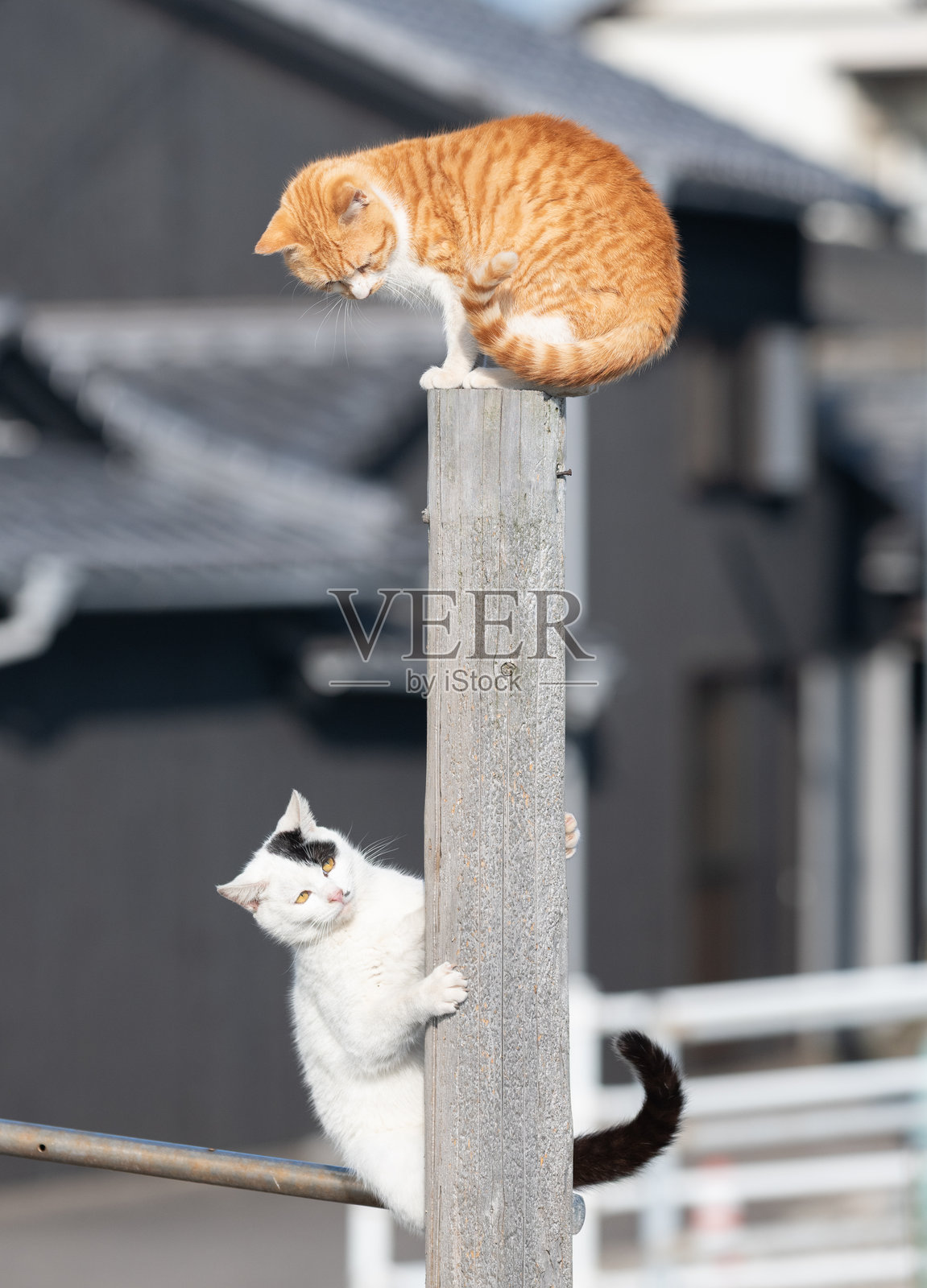 两只猫在树上玩耍照片摄影图片
