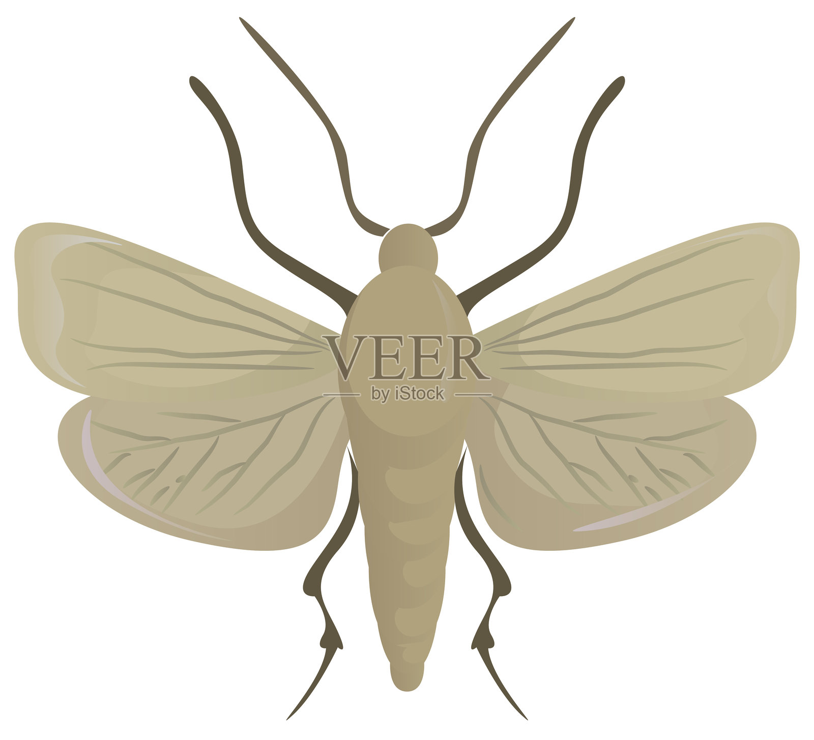 白色背景下的蚯蚓昆虫插画图片素材