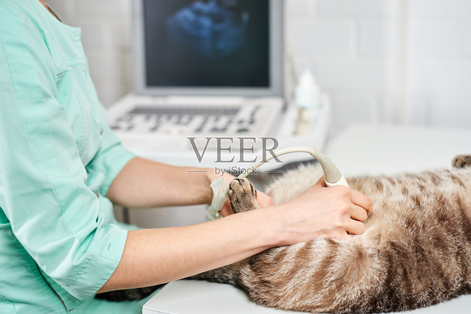 兽医使用超声波为家猫进行诊断照片摄影图片