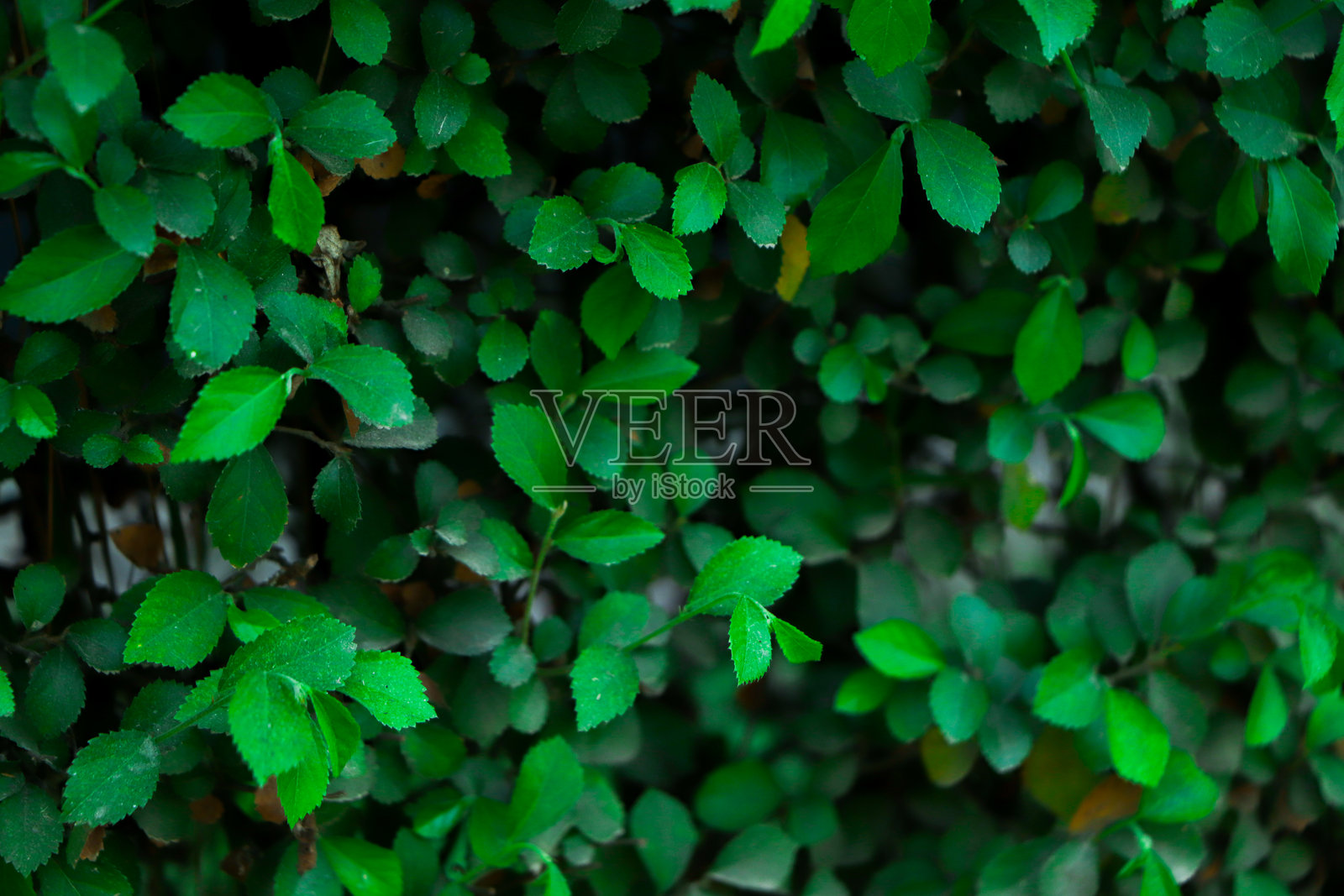 绿色叶子图案背景，自然背景和壁纸照片摄影图片