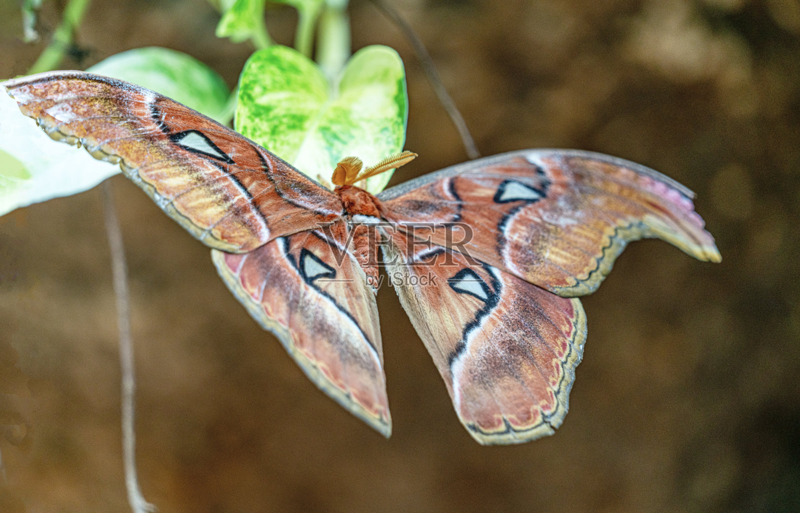 蝴蝶照片摄影图片