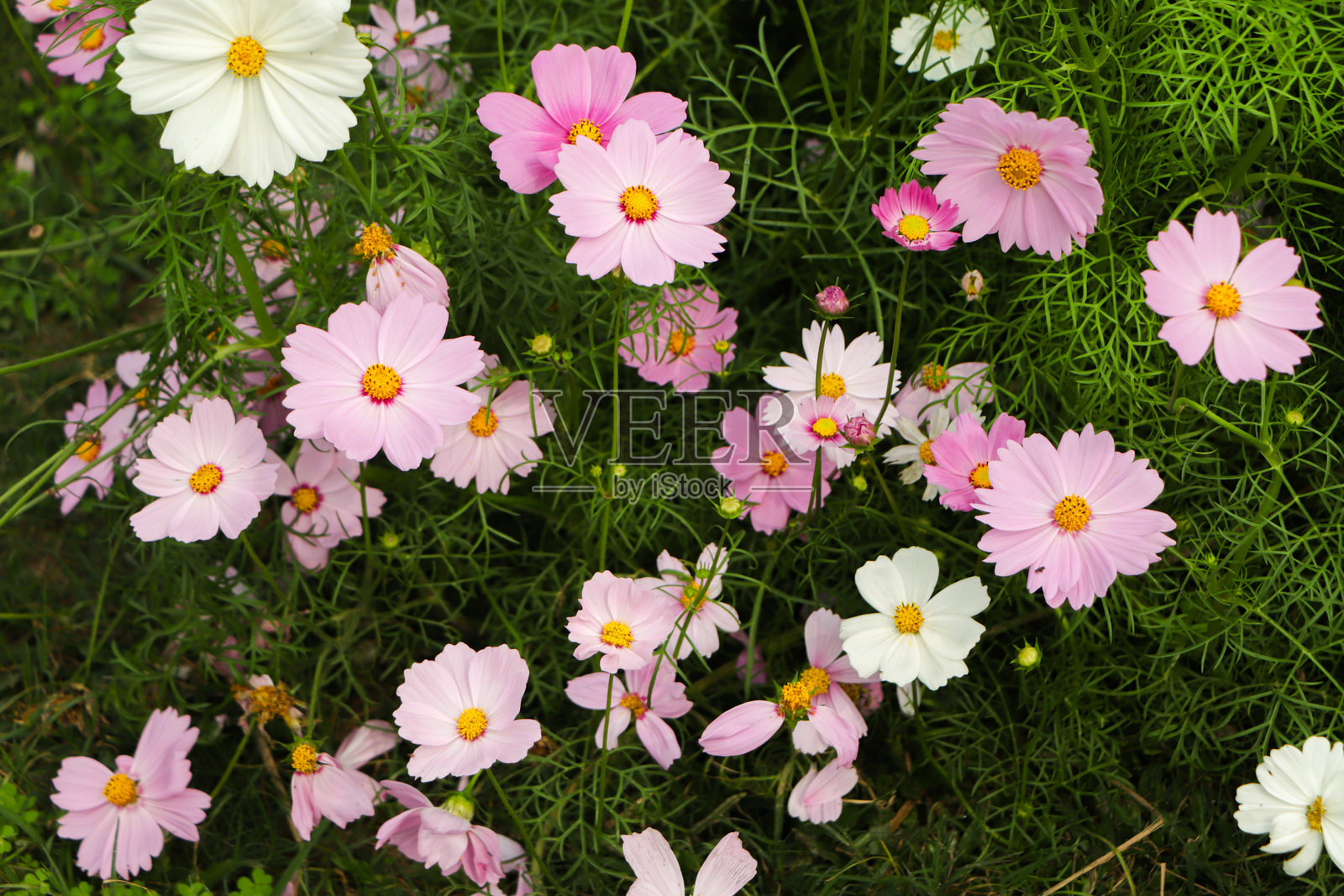 宇宙花背景，在花园中盛开照片摄影图片