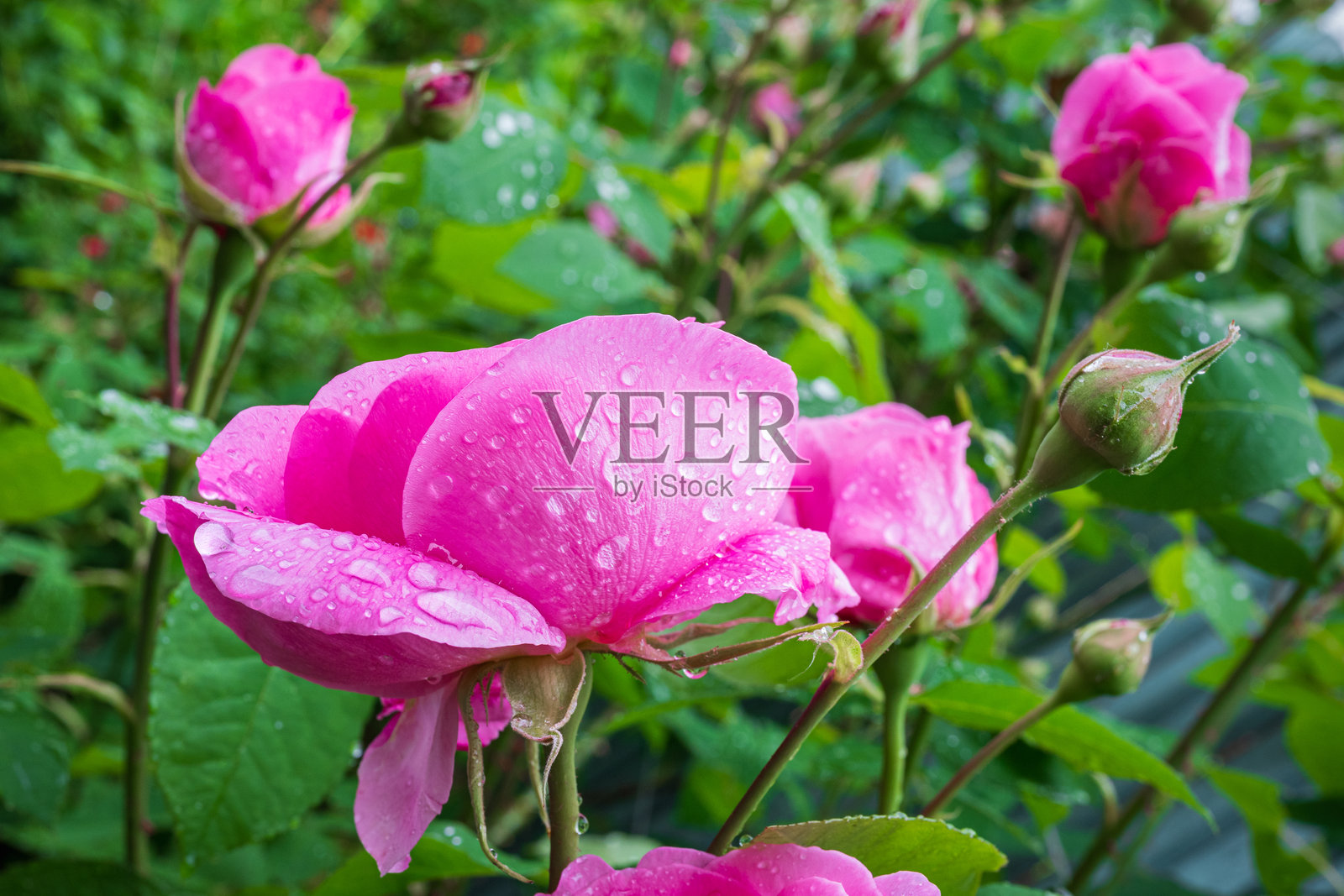 鲜艳芬芳的粉色杰克尔攀缘玫瑰照片摄影图片