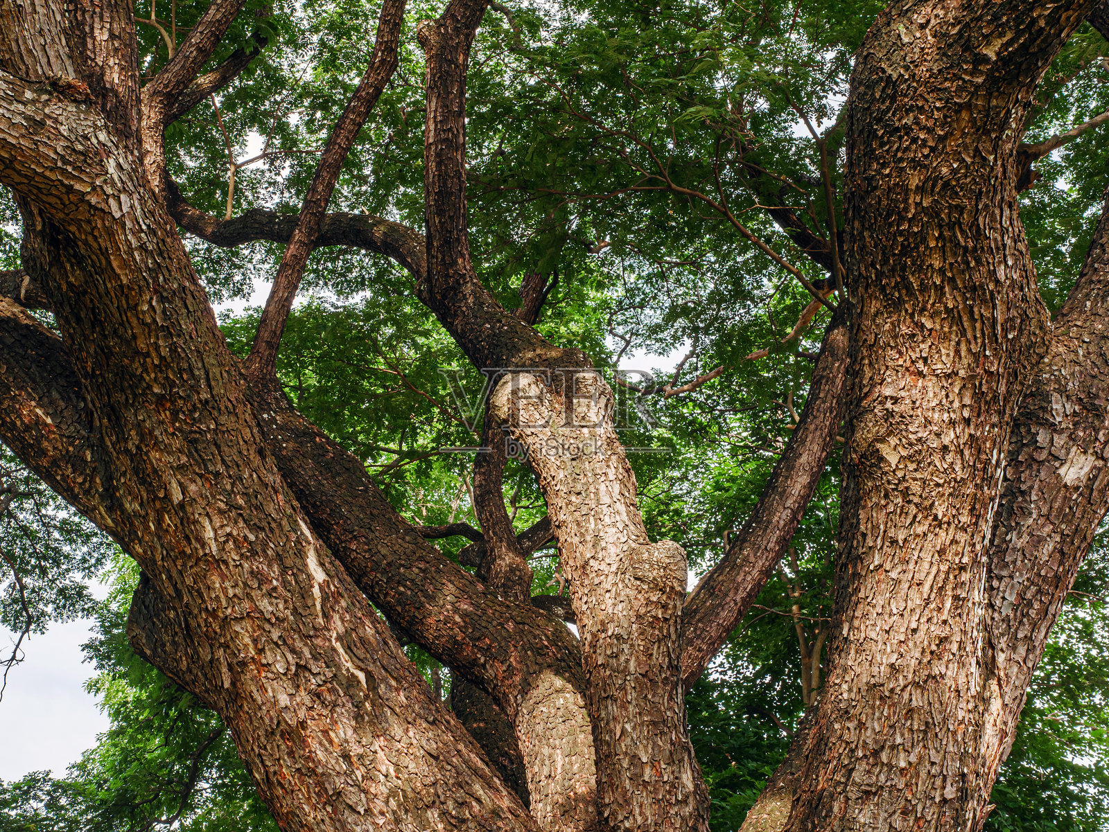 一棵大相思树的树枝照片摄影图片