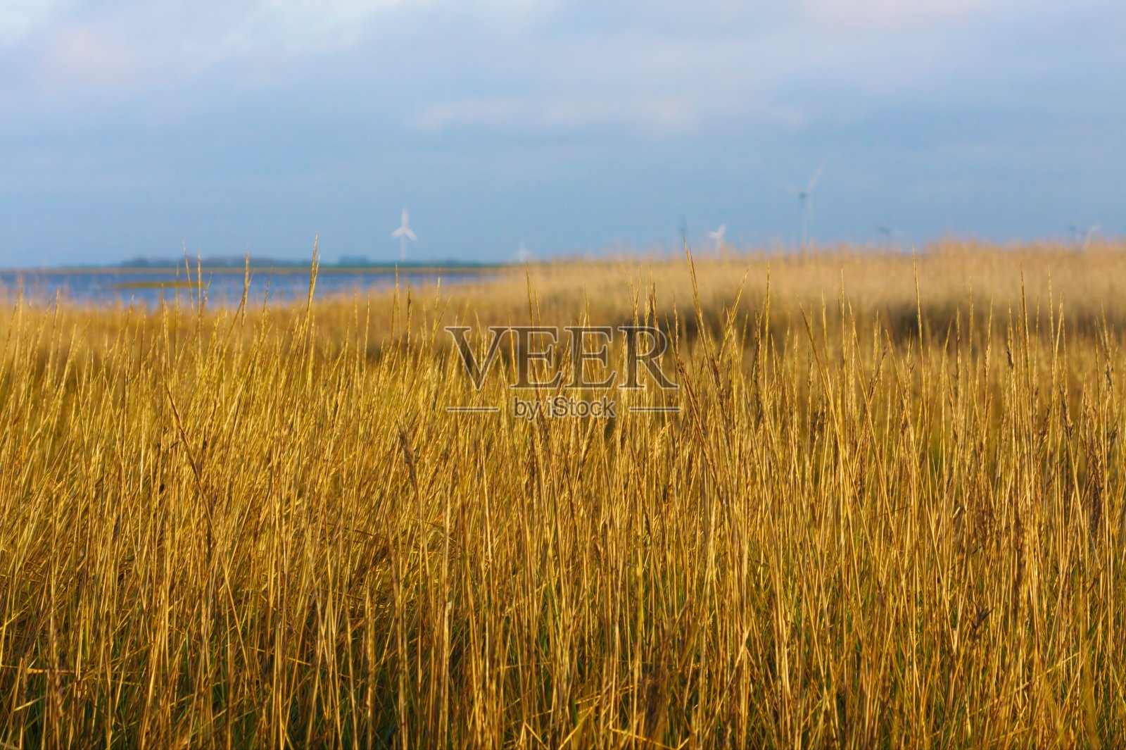 北海海岸的高草特写，背景有风力涡轮机照片摄影图片