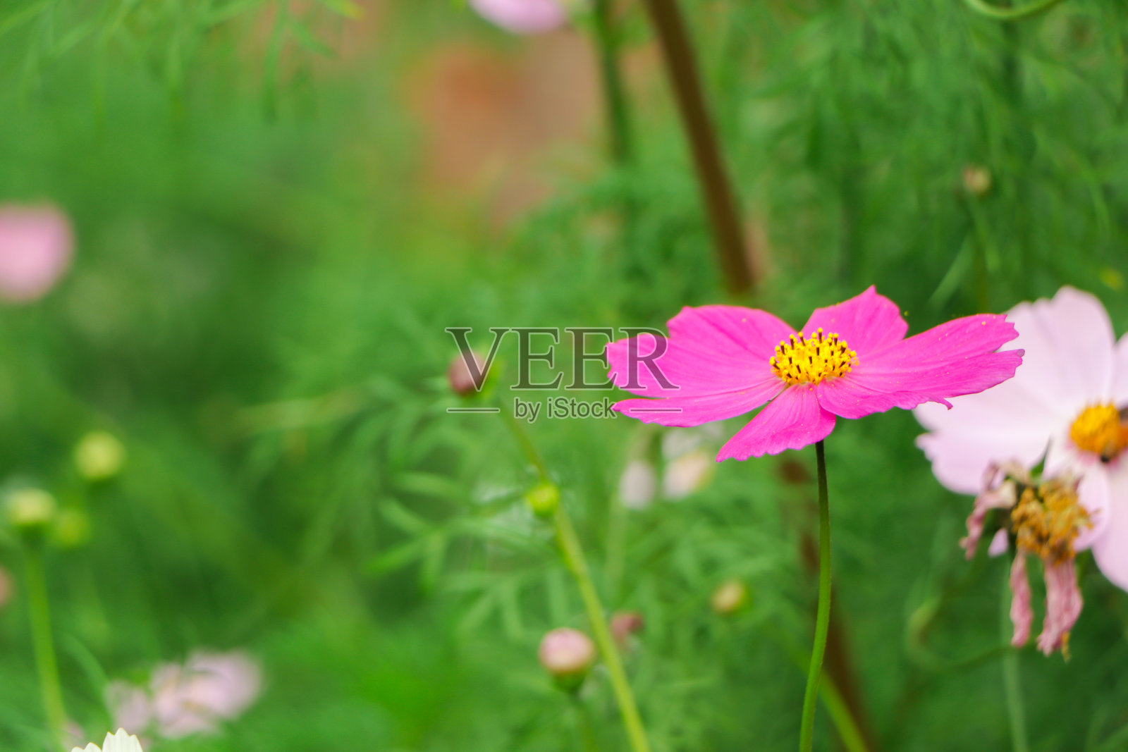 宇宙花在花园中绽放照片摄影图片