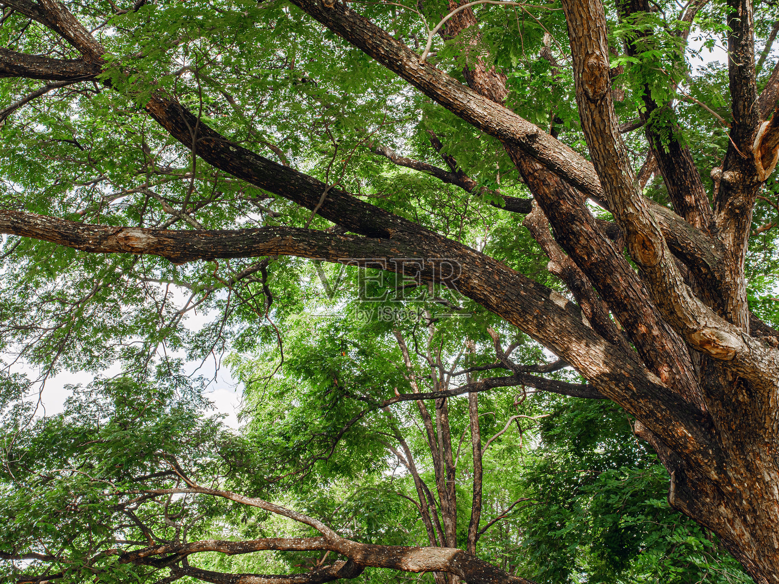 一棵大相思树的树枝照片摄影图片