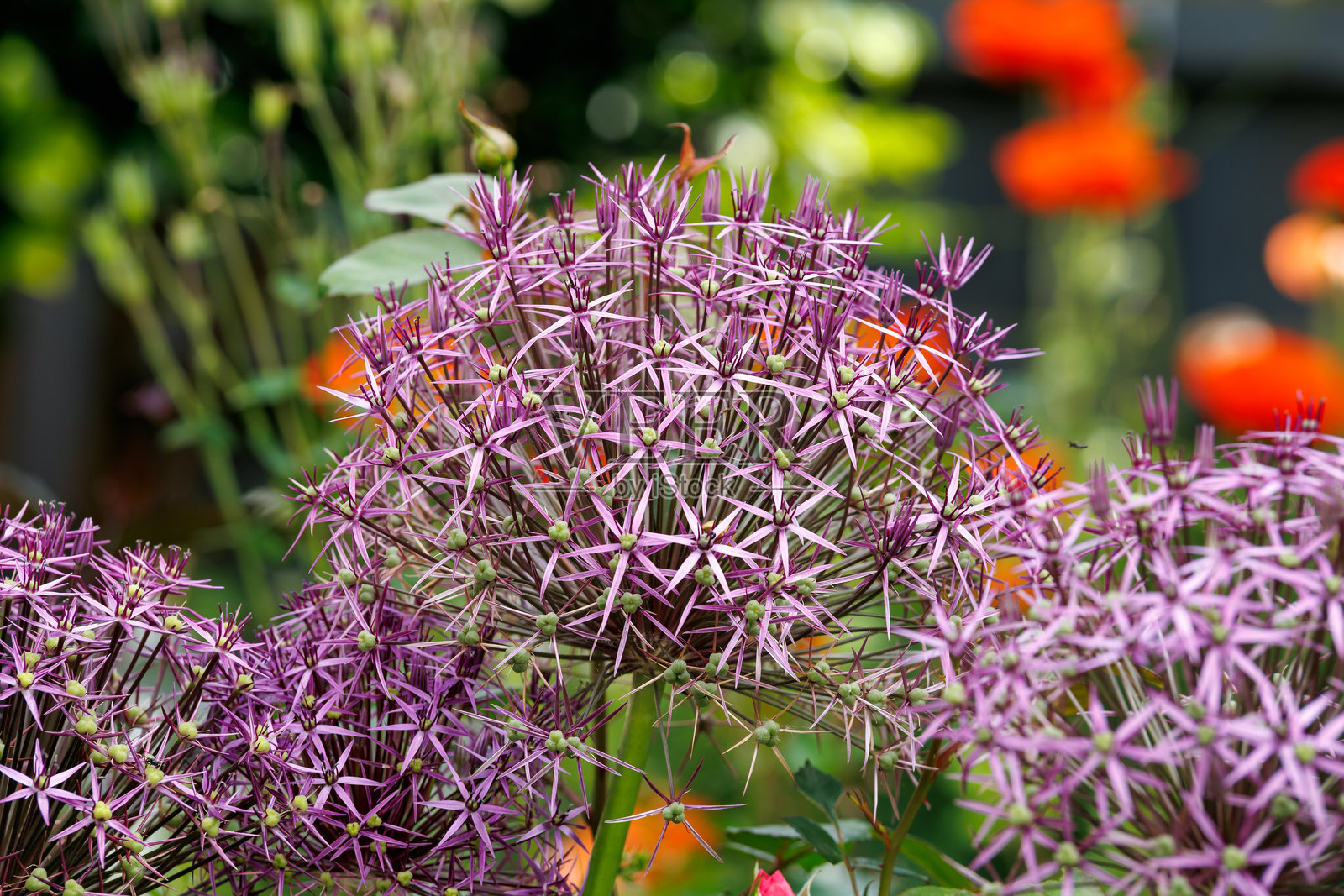 夏季花园中美丽的紫色阿富汗葱花照片摄影图片