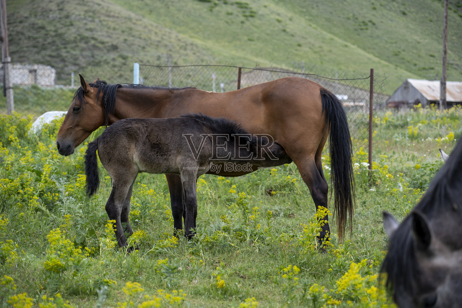 母马在绿色牧场中哺育小马驹照片摄影图片