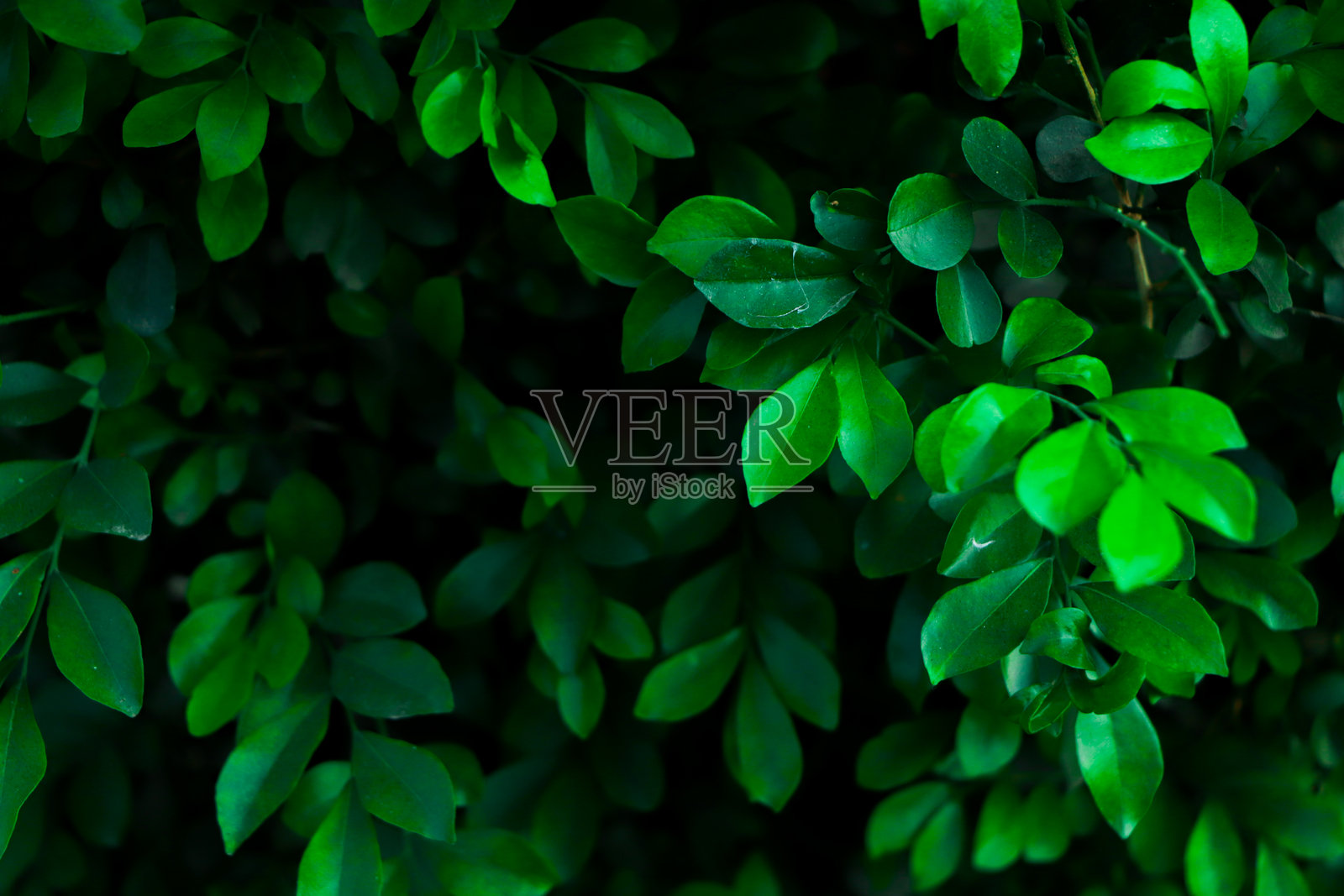 绿色叶子背景。绿色叶子墙壁森林背景照片摄影图片