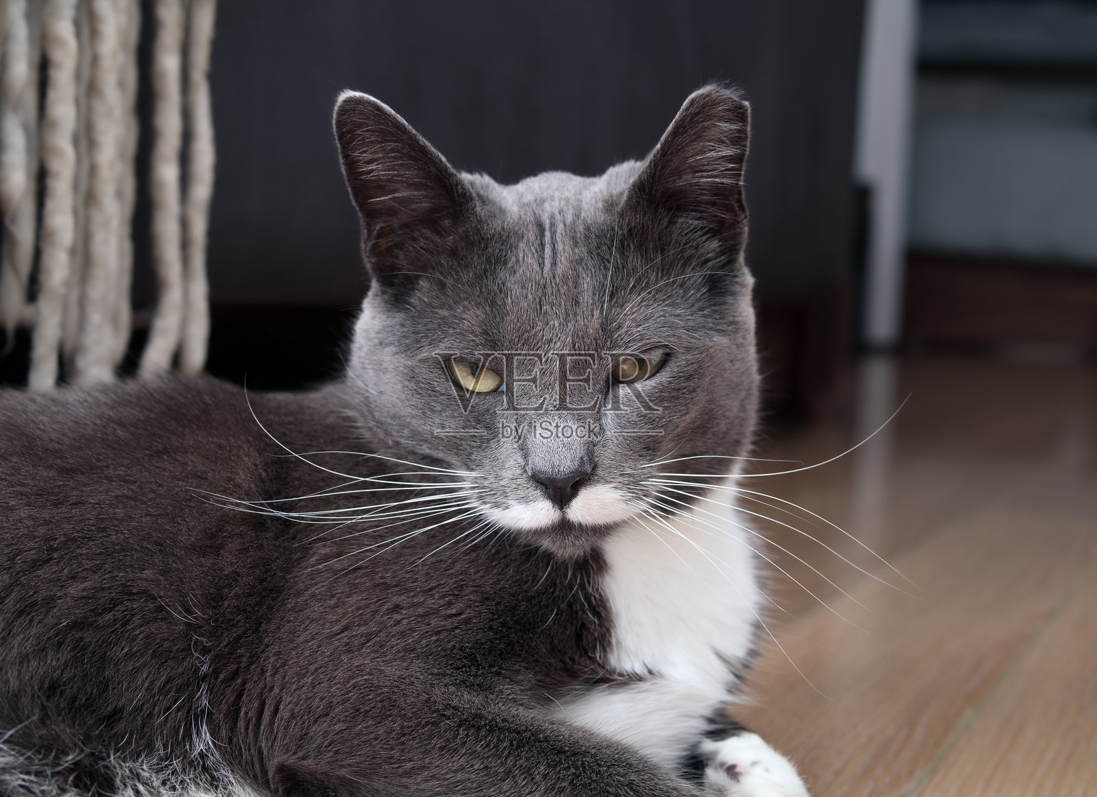 胡子猫躺在模糊的客厅里。照片摄影图片