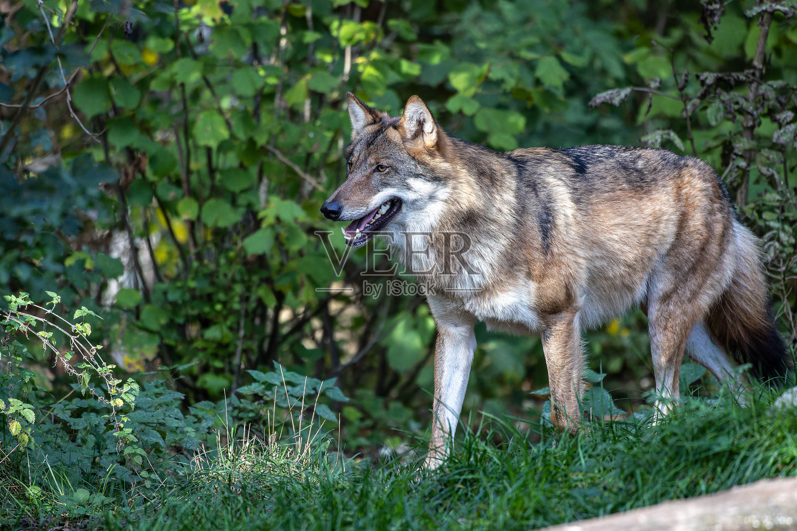 德国公园里的欧洲灰狼，学名：Canis lupus照片摄影图片