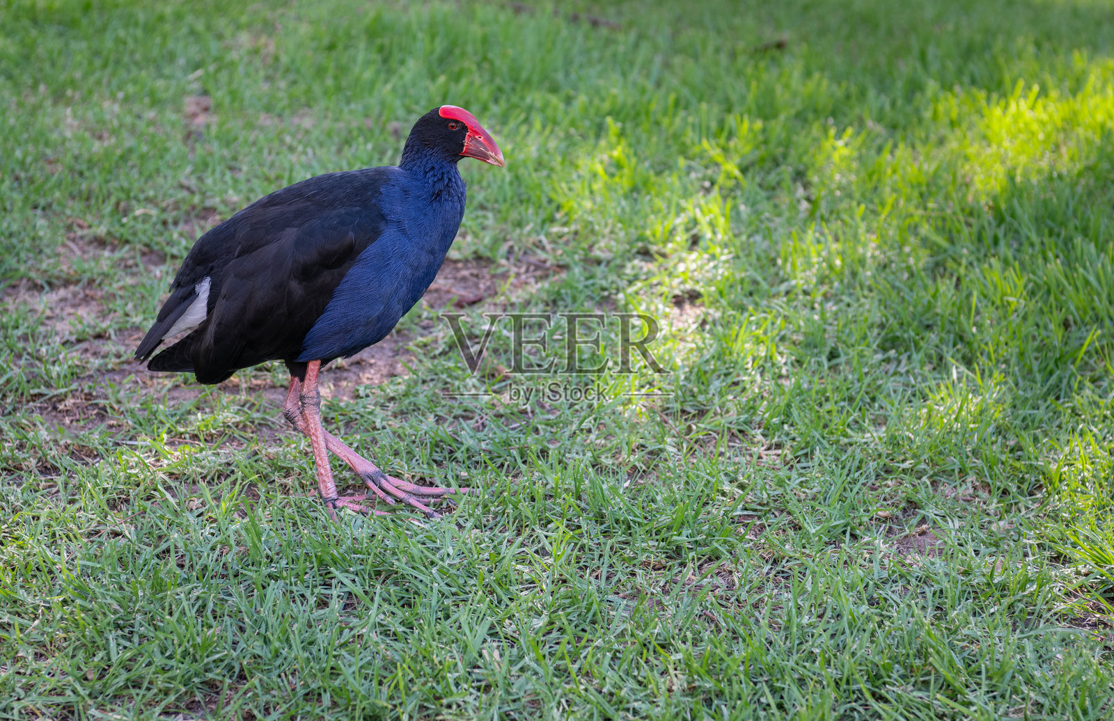 南澳大利亚阿德莱德老公园的澳大利亚黑水鸡照片摄影图片
