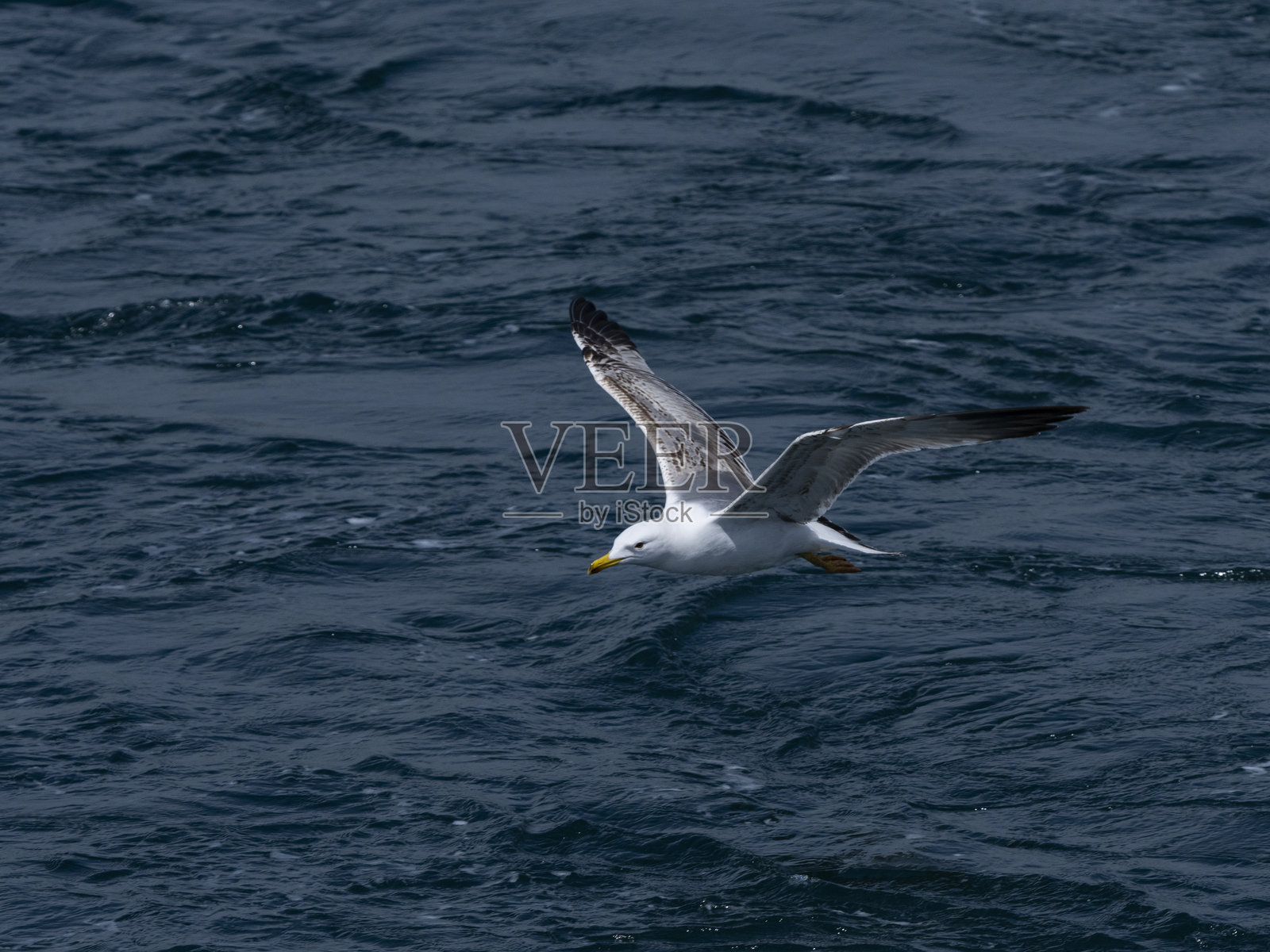 一只优雅的海鸥在海洋上空翱翔照片摄影图片