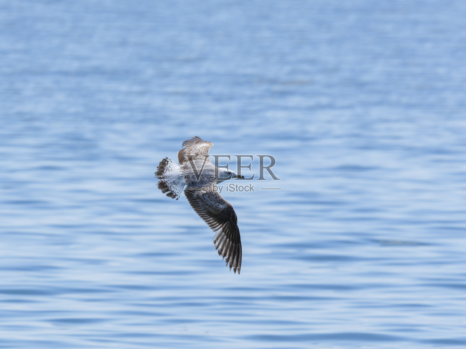 一只优雅的海鸥在海洋上空翱翔照片摄影图片