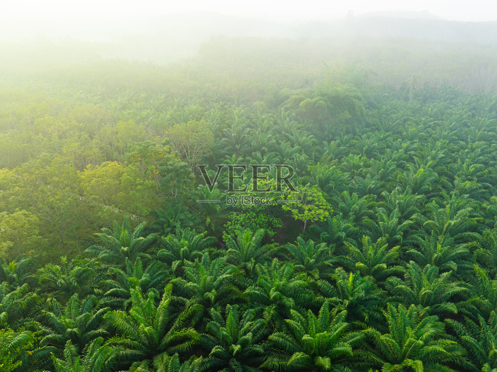 热带雨林棕榈油种植园树木晨曦食品工业照片摄影图片