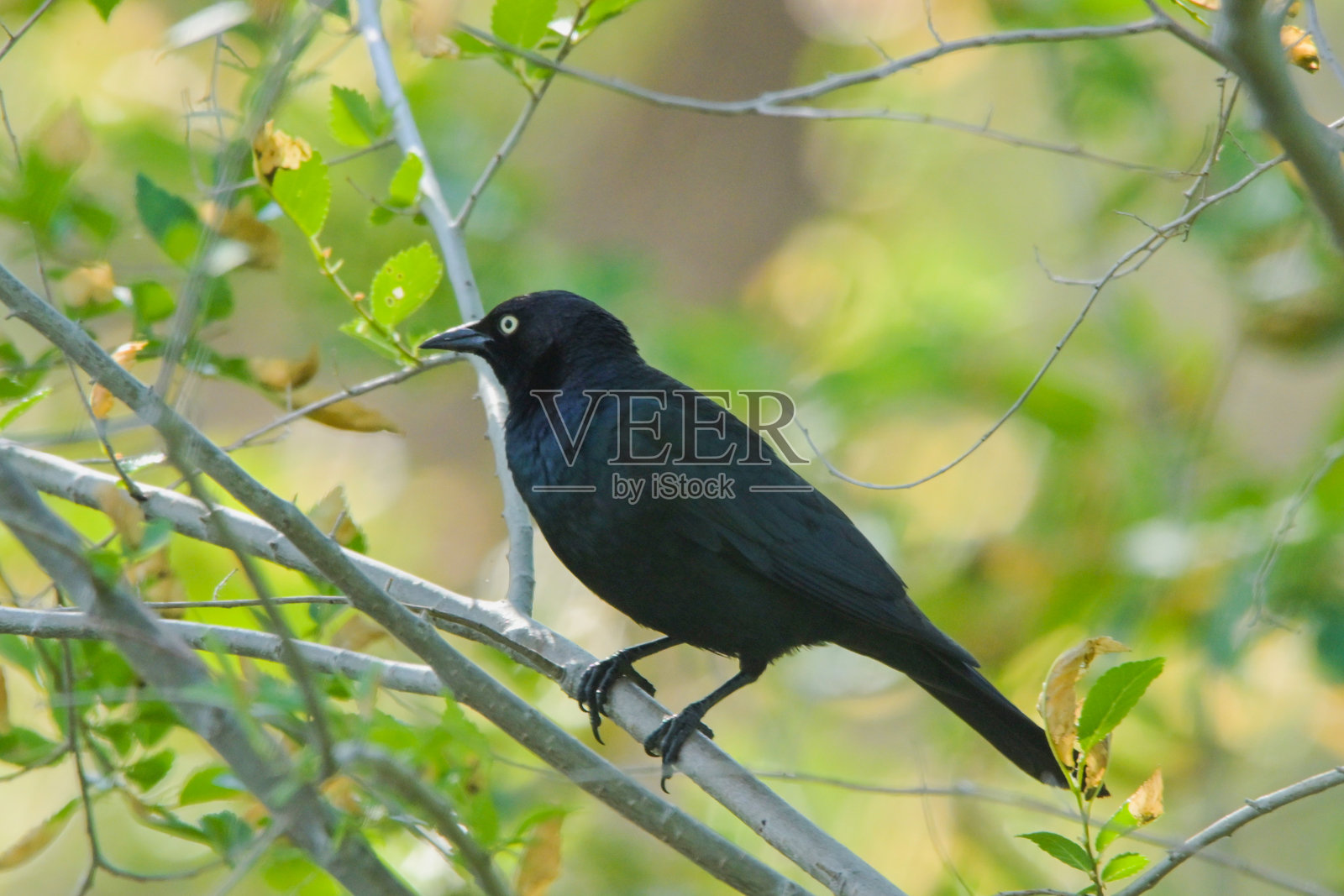 黑鸟照片摄影图片