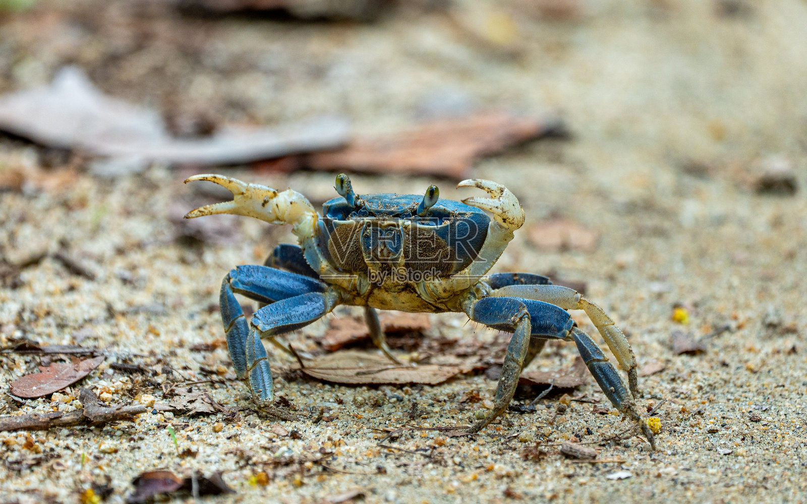 美丽的塔伊罗纳国家公园中的蓝色陆蟹，位于加勒比海和哥伦比亚圣玛尔塔山脉的脚下。照片摄影图片
