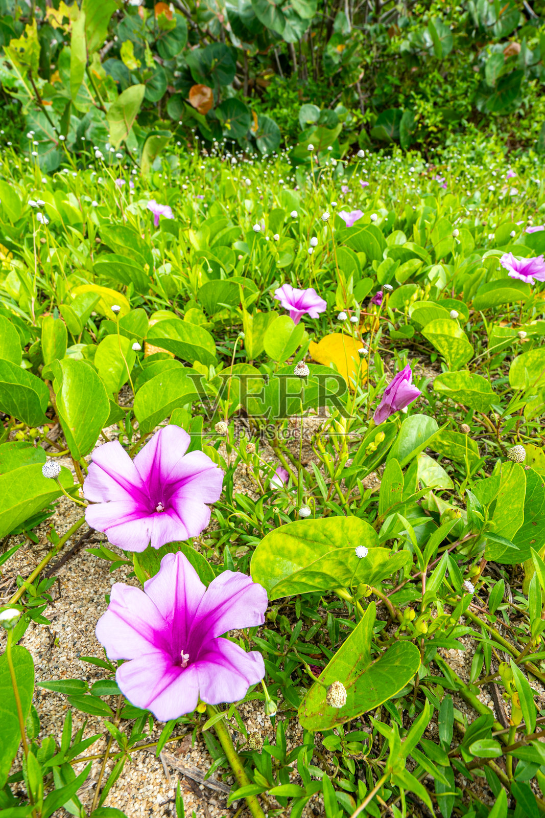哥伦比亚南美洲的泰罗纳国家公园美丽的拉皮西纳海滩上盛开的野花，位于加勒比海和圣玛尔塔山脉的脚下。照片摄影图片