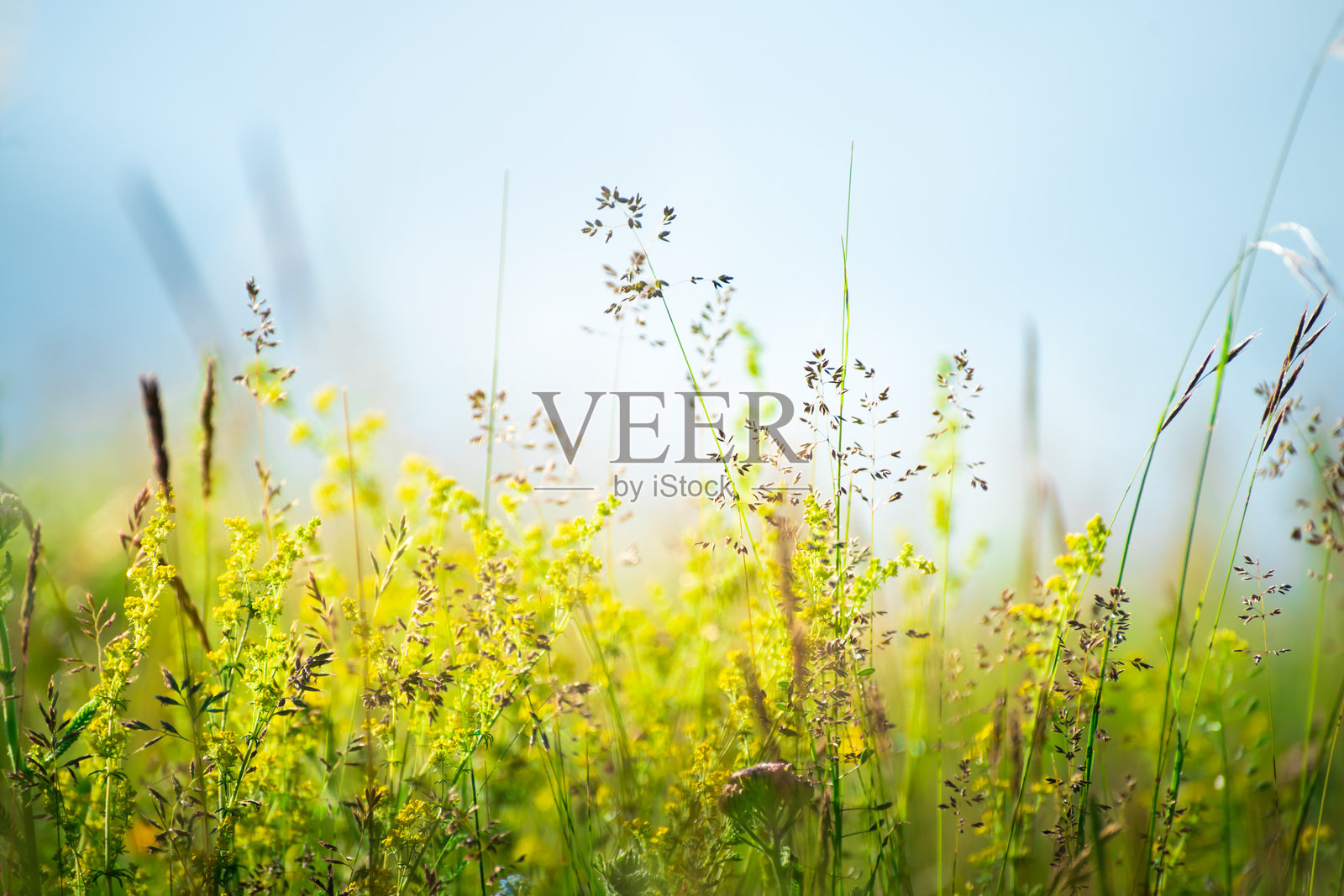 阳光明媚的山中野生绿草。微距图像，浅景深。照片摄影图片