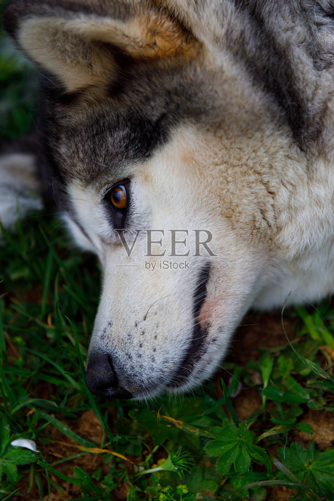 美丽的哈士奇犬在草地上放松的特写，背景是宁静的户外环境，明亮的绿植和自然光线突显了它的特征。照片摄影图片