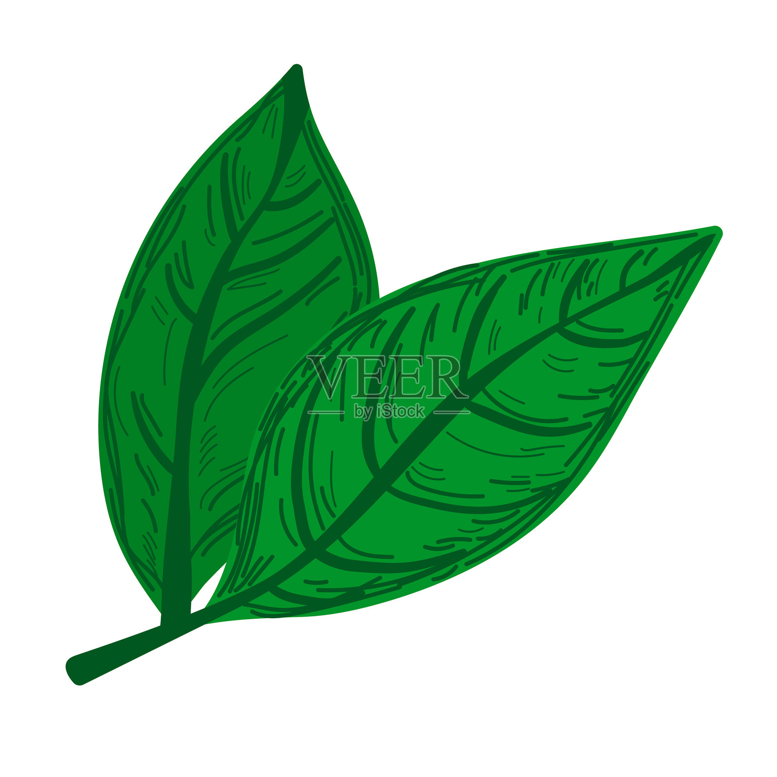 手绘绿色叶子。带有纹理细节的植物插图。适用于生态设计、贴纸或天然产品标签。矢量插图插画图片素材