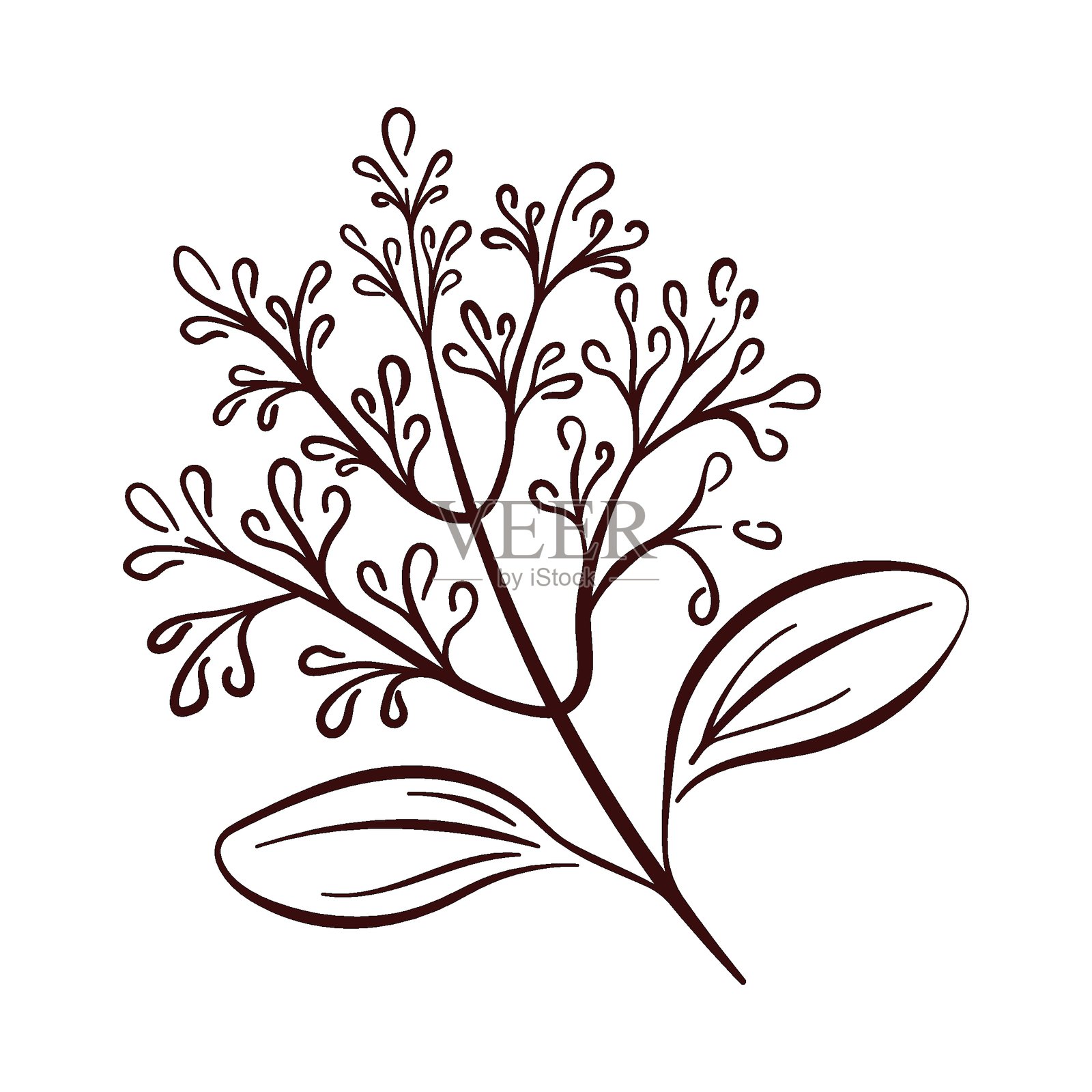 肉桂花的线条艺术风格花瓣，孤立在白色背景上。非常适合植物印刷、香料包装和烹饪主题设计。插画图片素材