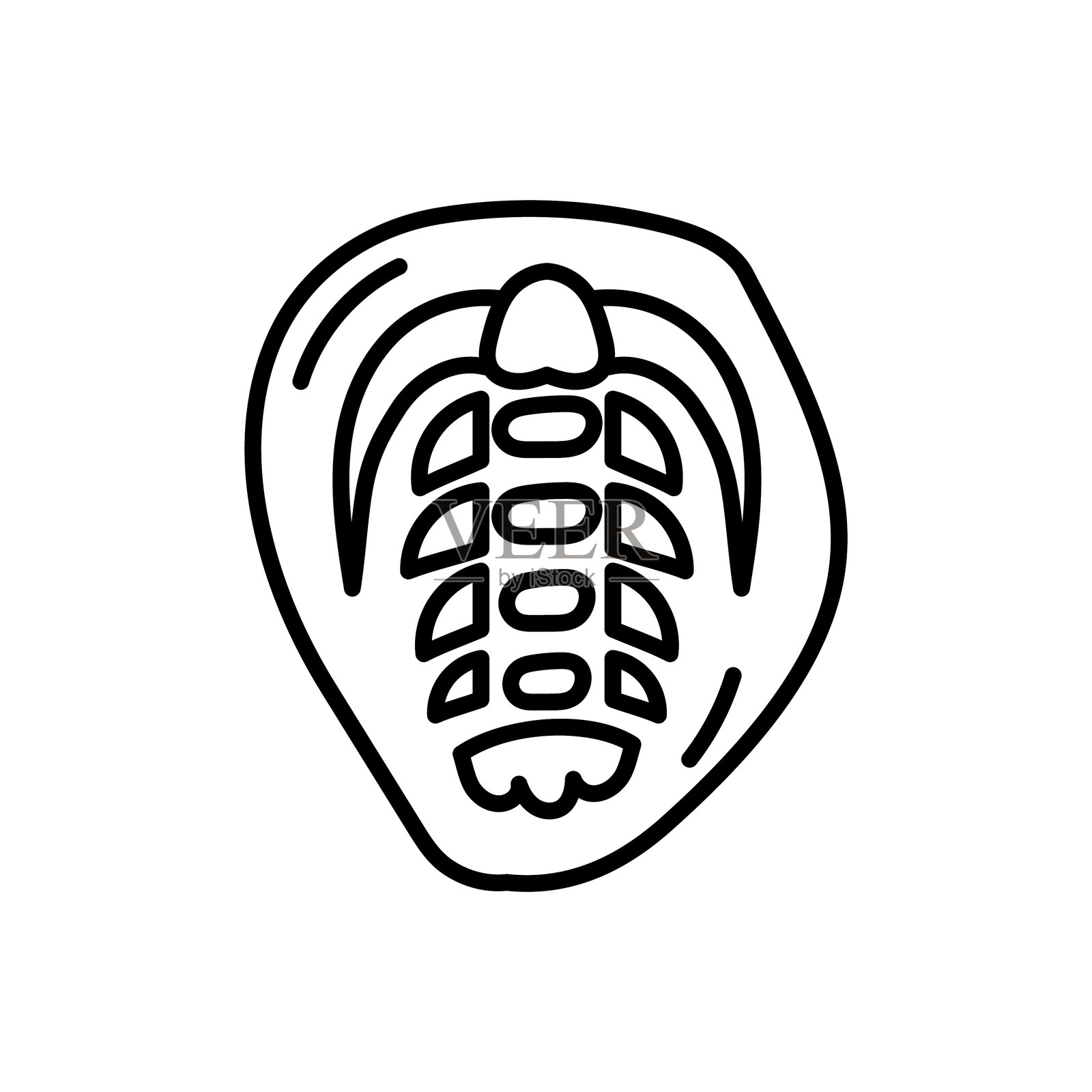 三叶虫化石插画图片素材