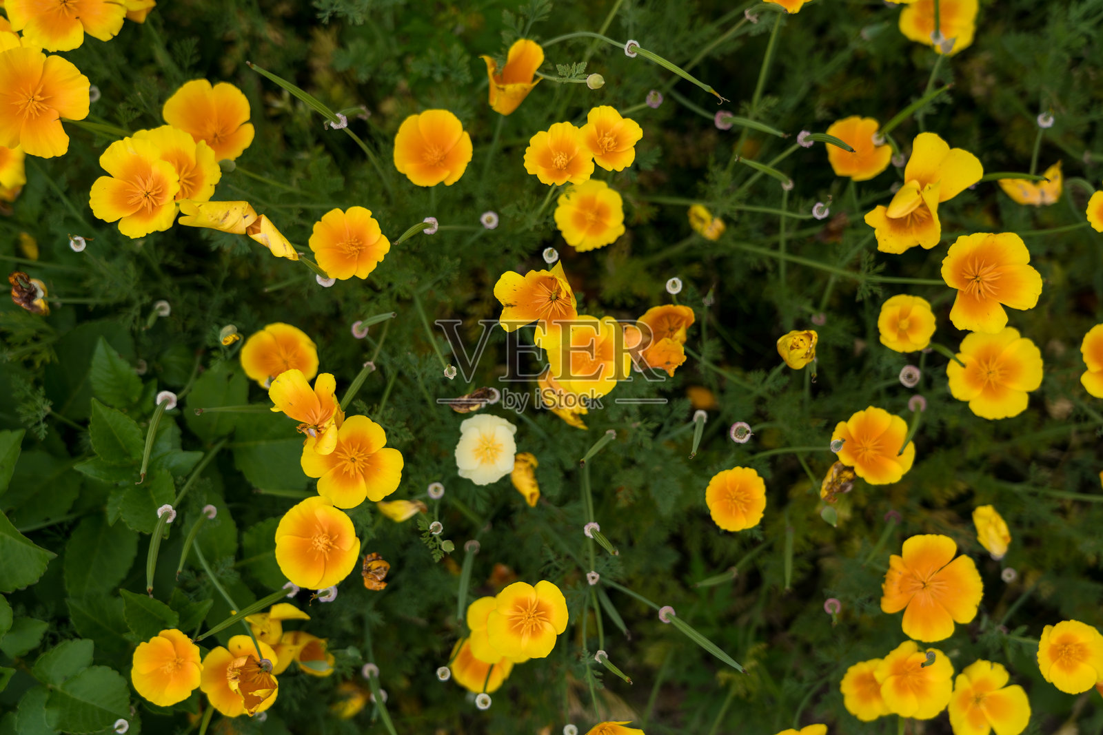 乔治亚州植物园的展览。黄色花朵背景照片摄影图片