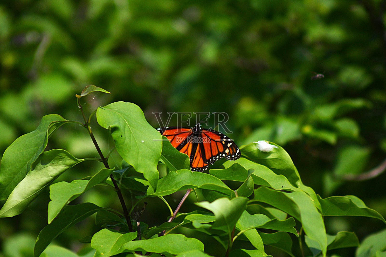 君主蝶橙色翅膀在绿色叶子上展开，位于密歇根州斯通宁顿灯塔的上半岛照片摄影图片