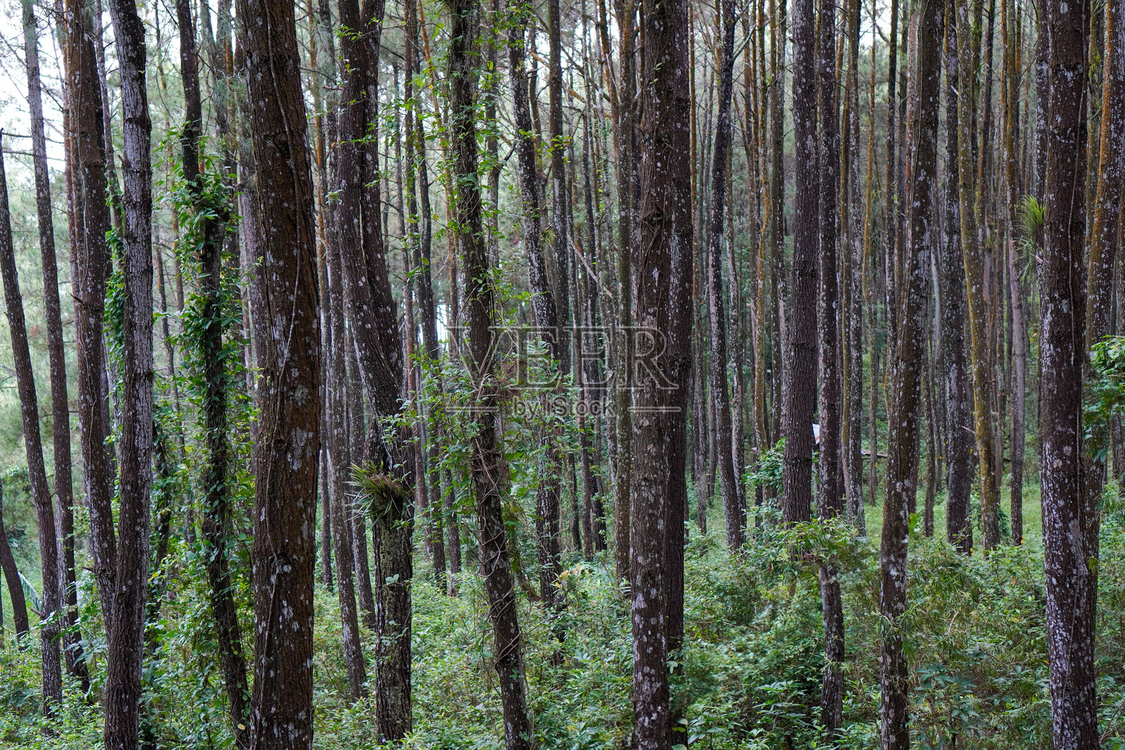 茂密的松树林与郁郁葱葱的植被照片摄影图片