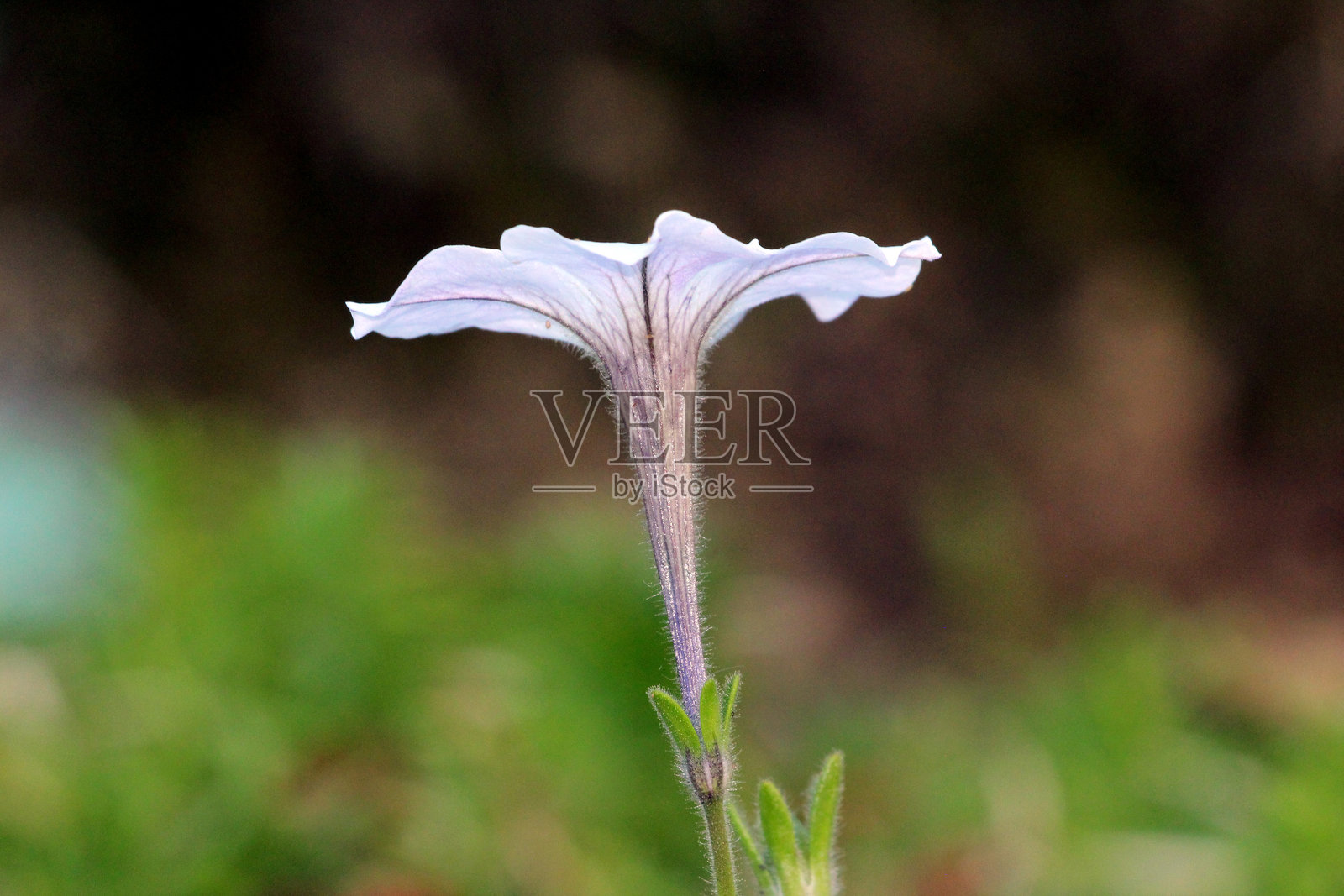 淡紫色的天竺葵花朵与多毛的茎照片摄影图片