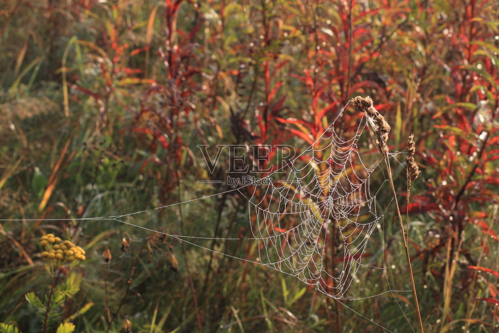 秋草背景上的蜘蛛网照片摄影图片