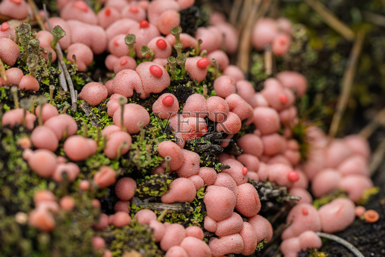 在这里，您可以发现美丽生长在苔藓地面上的独特粉色蘑菇。照片摄影图片