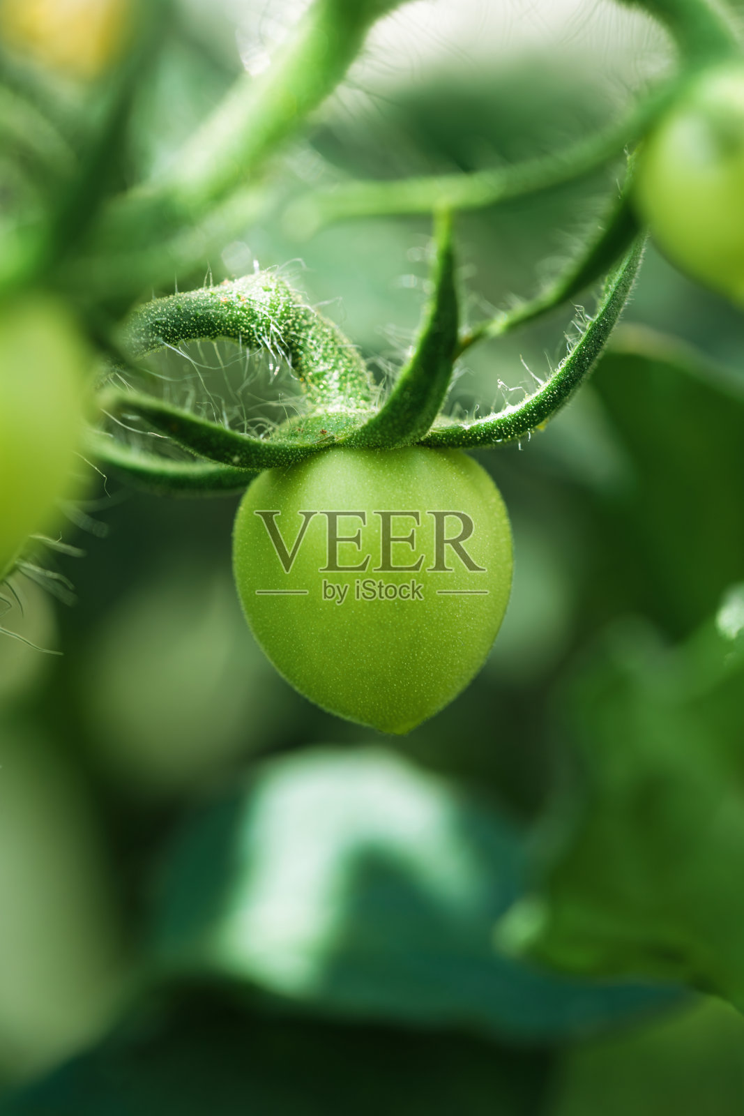 美丽花园中生长整齐的绿色番茄藤，充满生机与色彩照片摄影图片