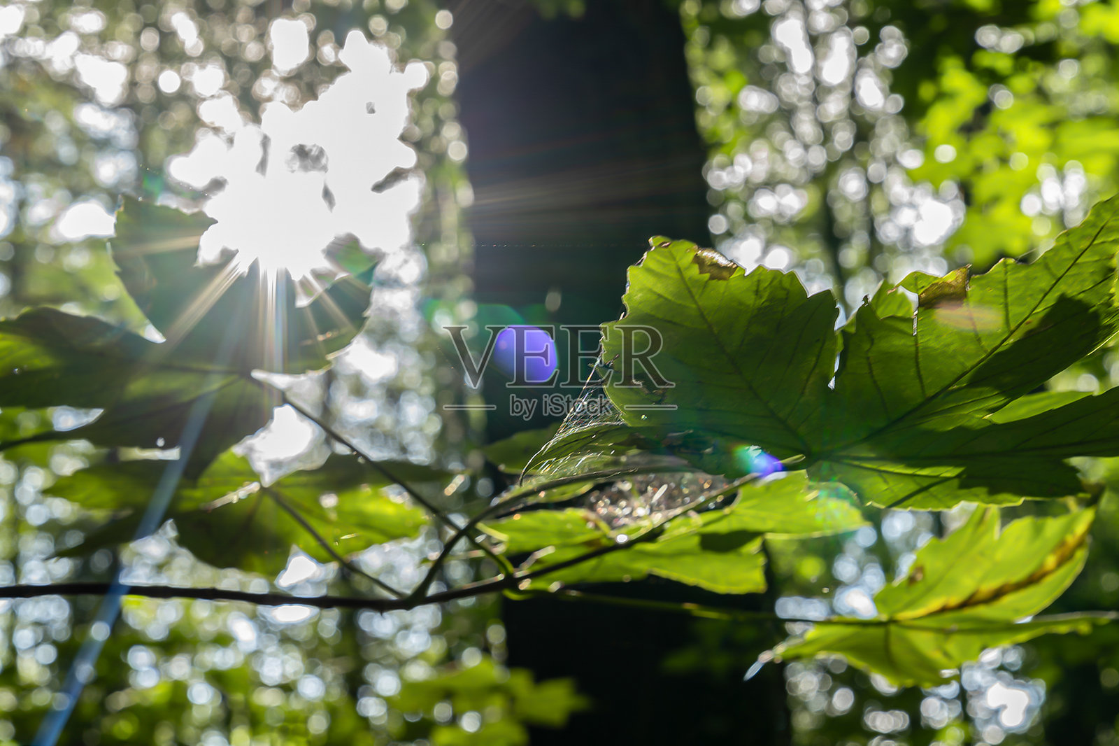 绿色森林中的闪电阳光照片摄影图片