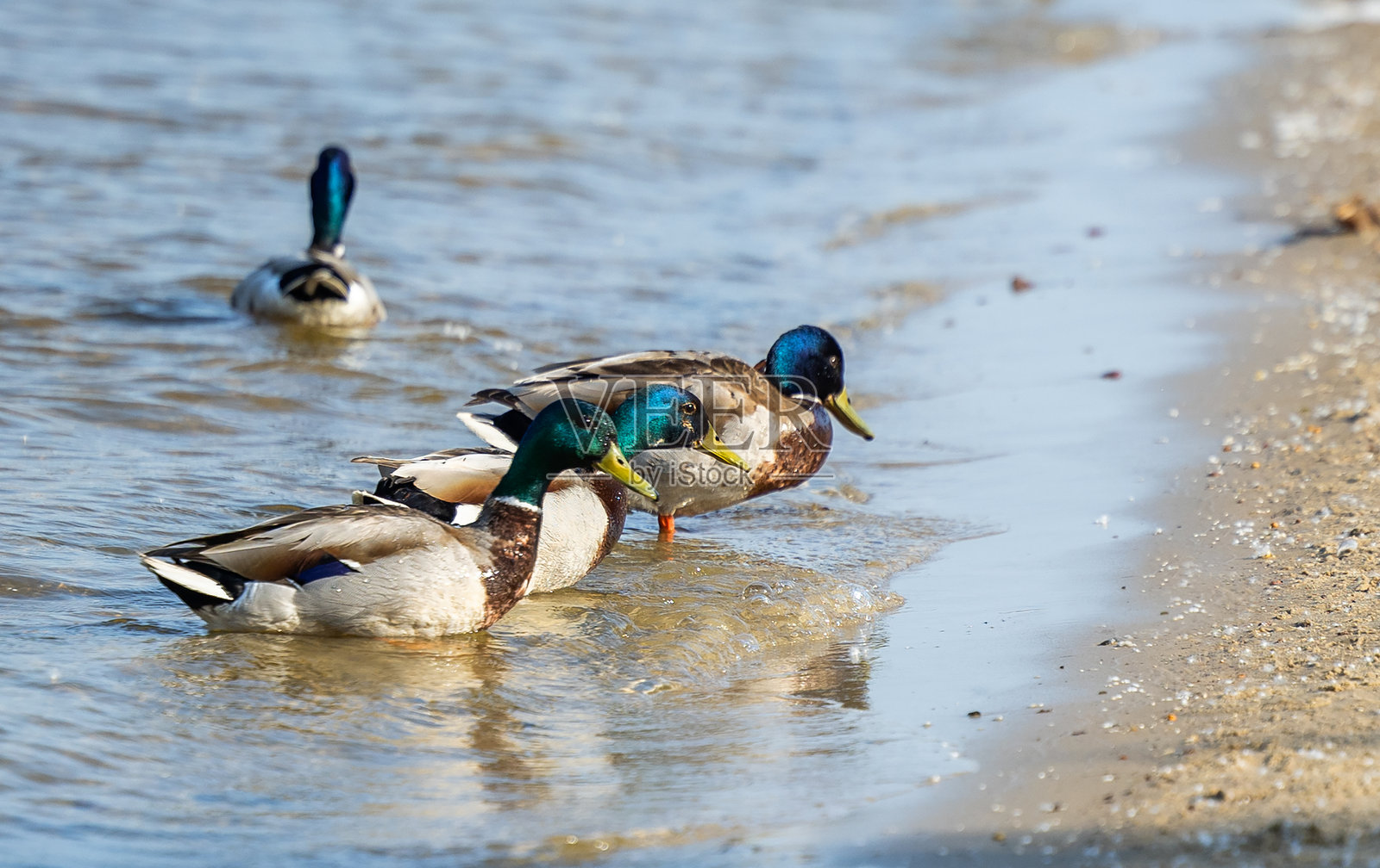 一只美丽的鸭子在河里游泳照片摄影图片