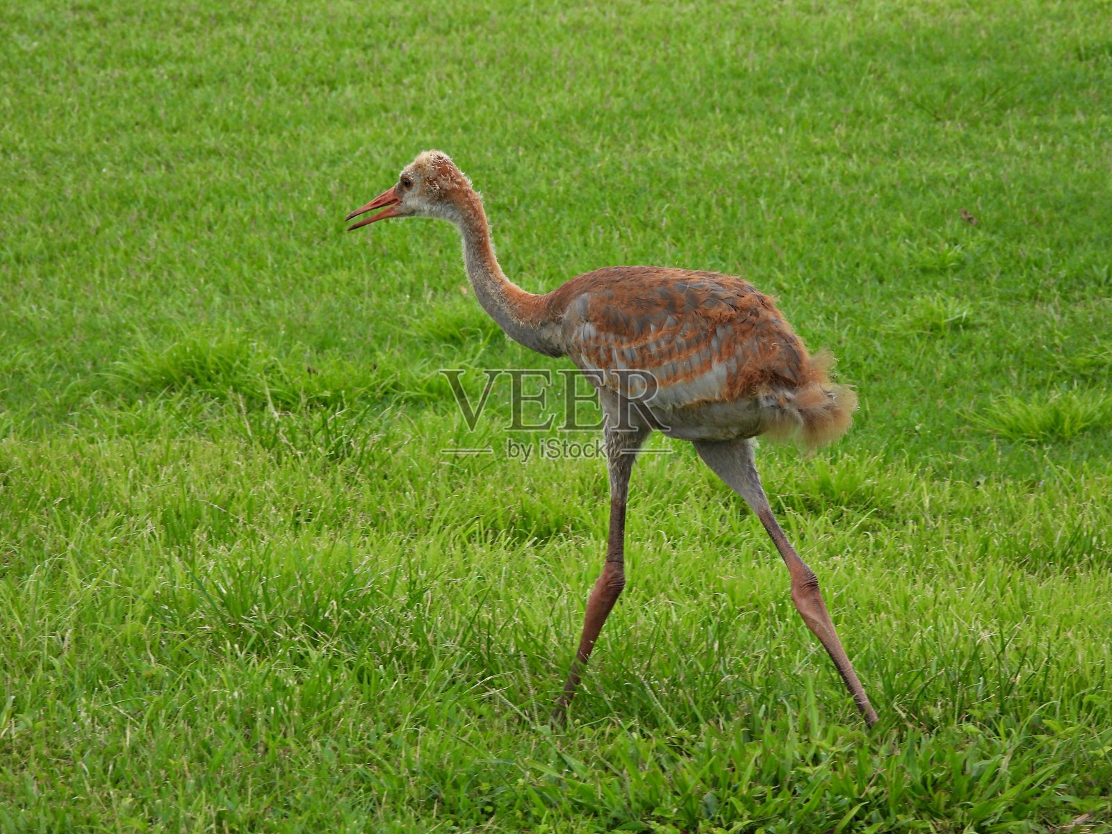 加拿大沙丘鹤 - 小鹤在草地上行走照片摄影图片