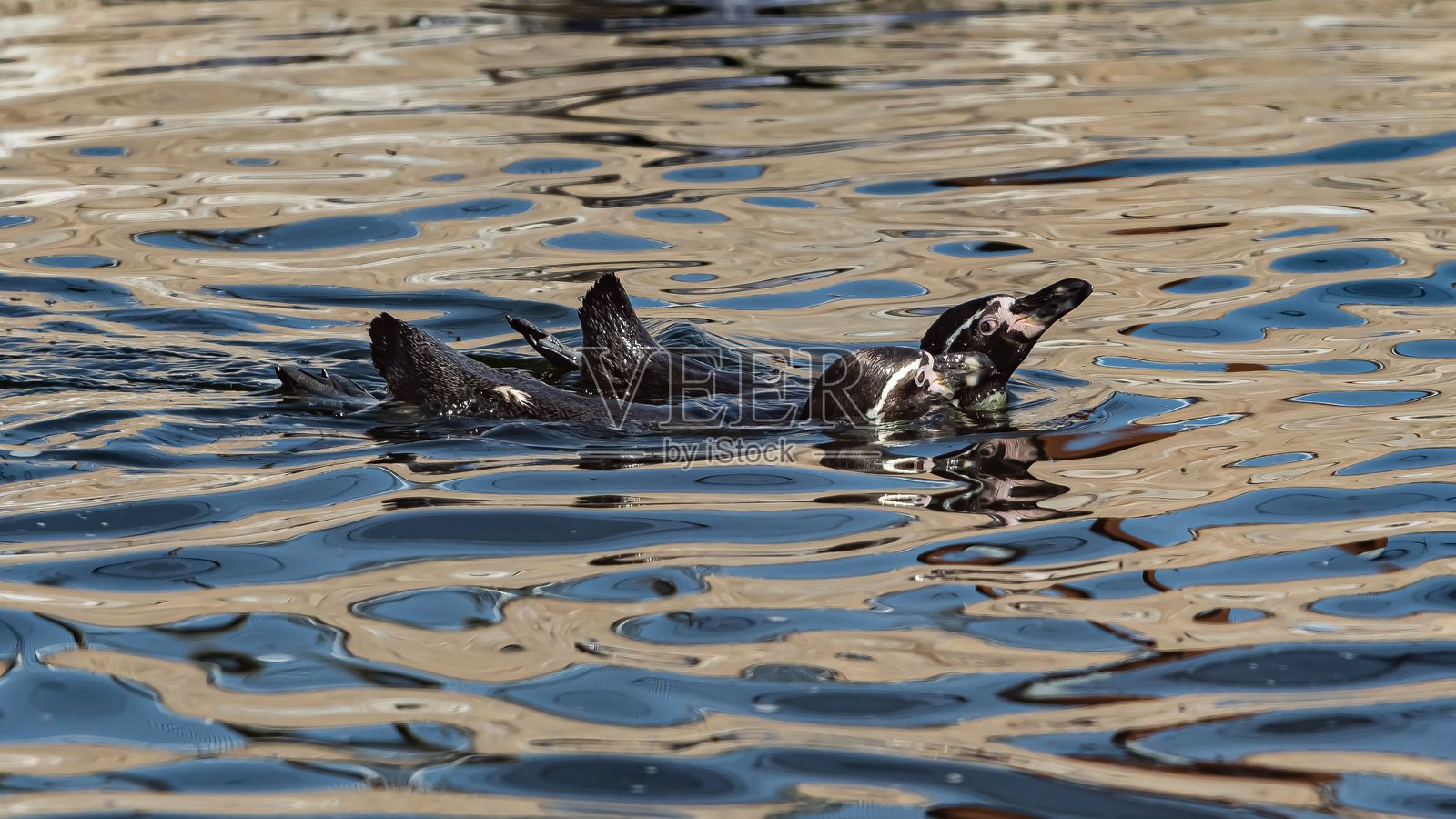 两只非洲企鹅在游泳时亲吻。照片摄影图片