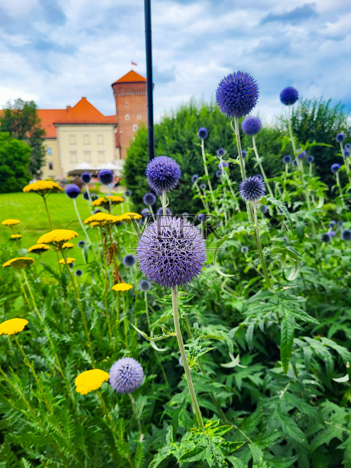 不同的黄色和紫色花朵（地球蓟）在老建筑前的草地或花园中照片摄影图片