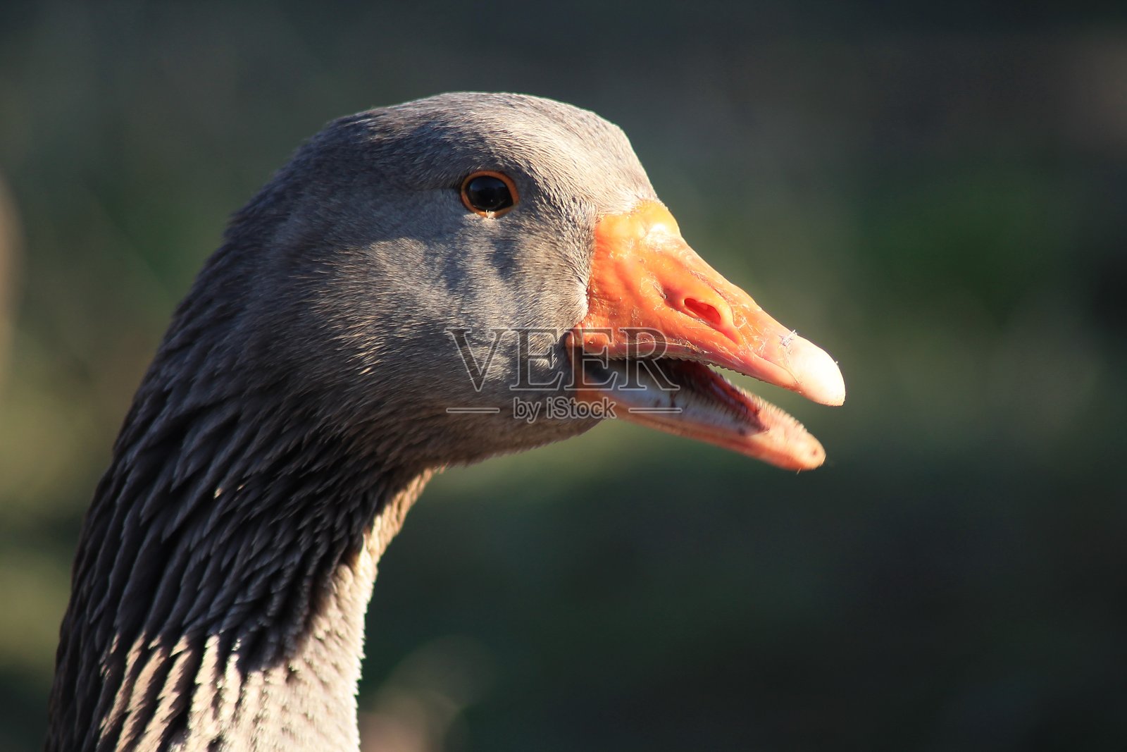 鹅的肖像照片摄影图片