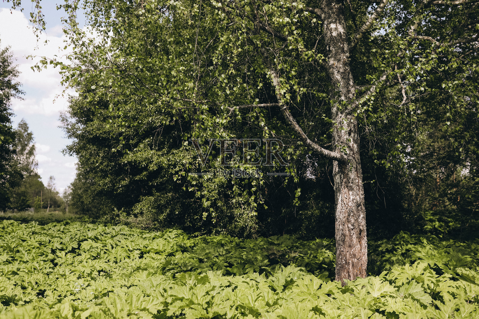 自然阳光下的绿色草地照片摄影图片