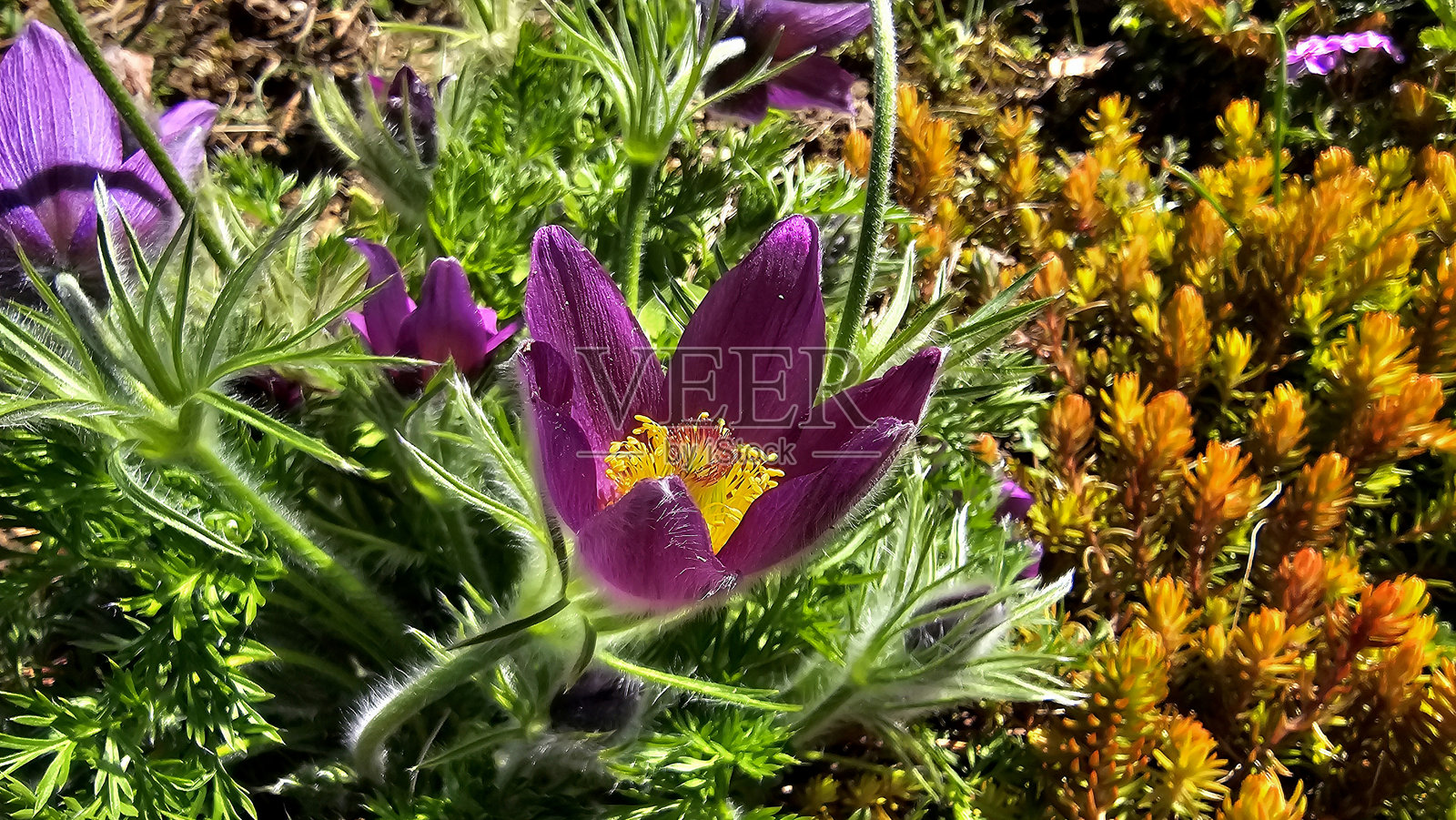 紫花小鸢尾（Pulsatilla vulgaris）紫色花朵，中央带金色。照片摄影图片